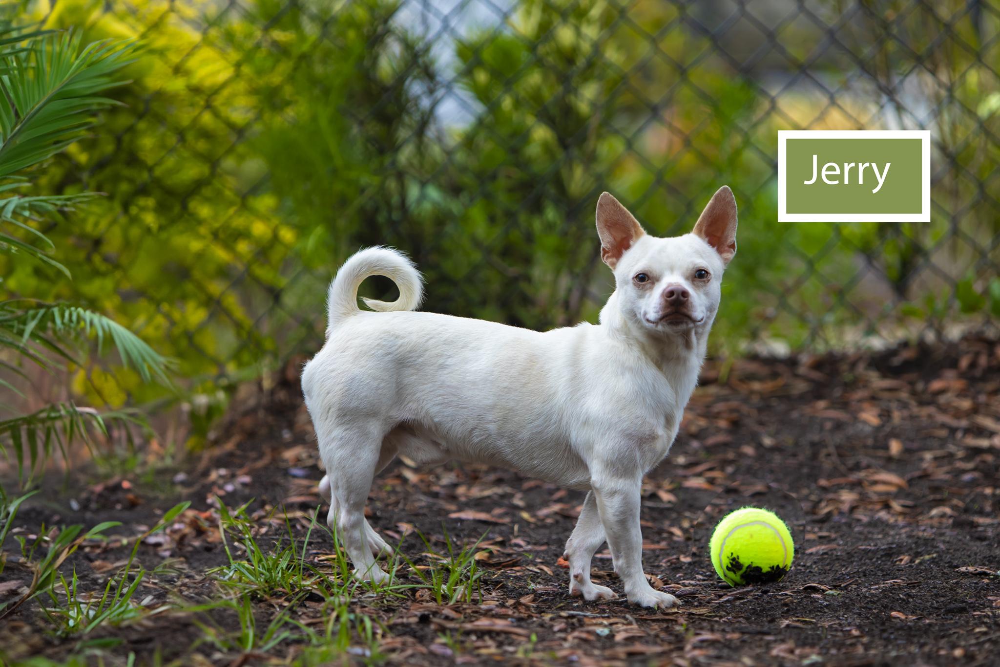 Jerry, Adult Male Chihuahua