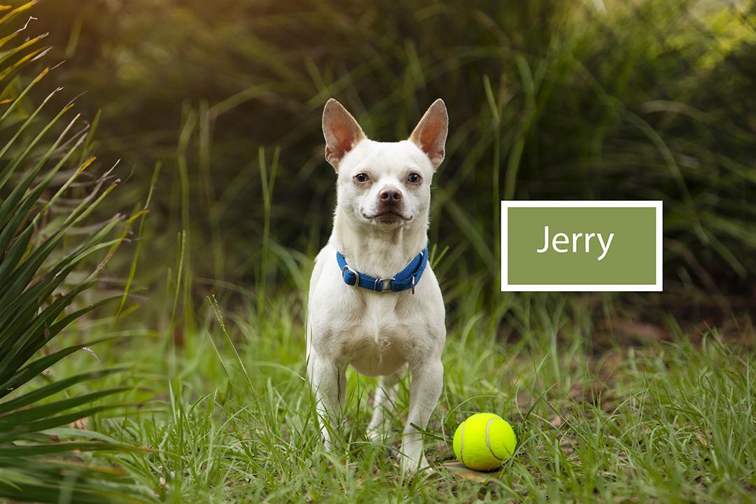 Jerry photo 2