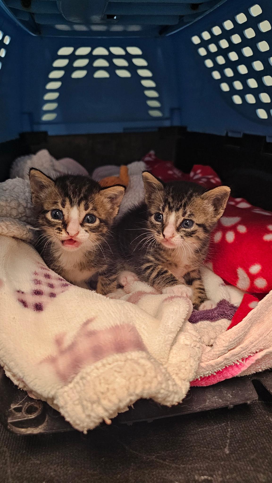 Enlarge Thelma & Louise, a Adopted mixed breed in Lago Vista, TX image 1/4