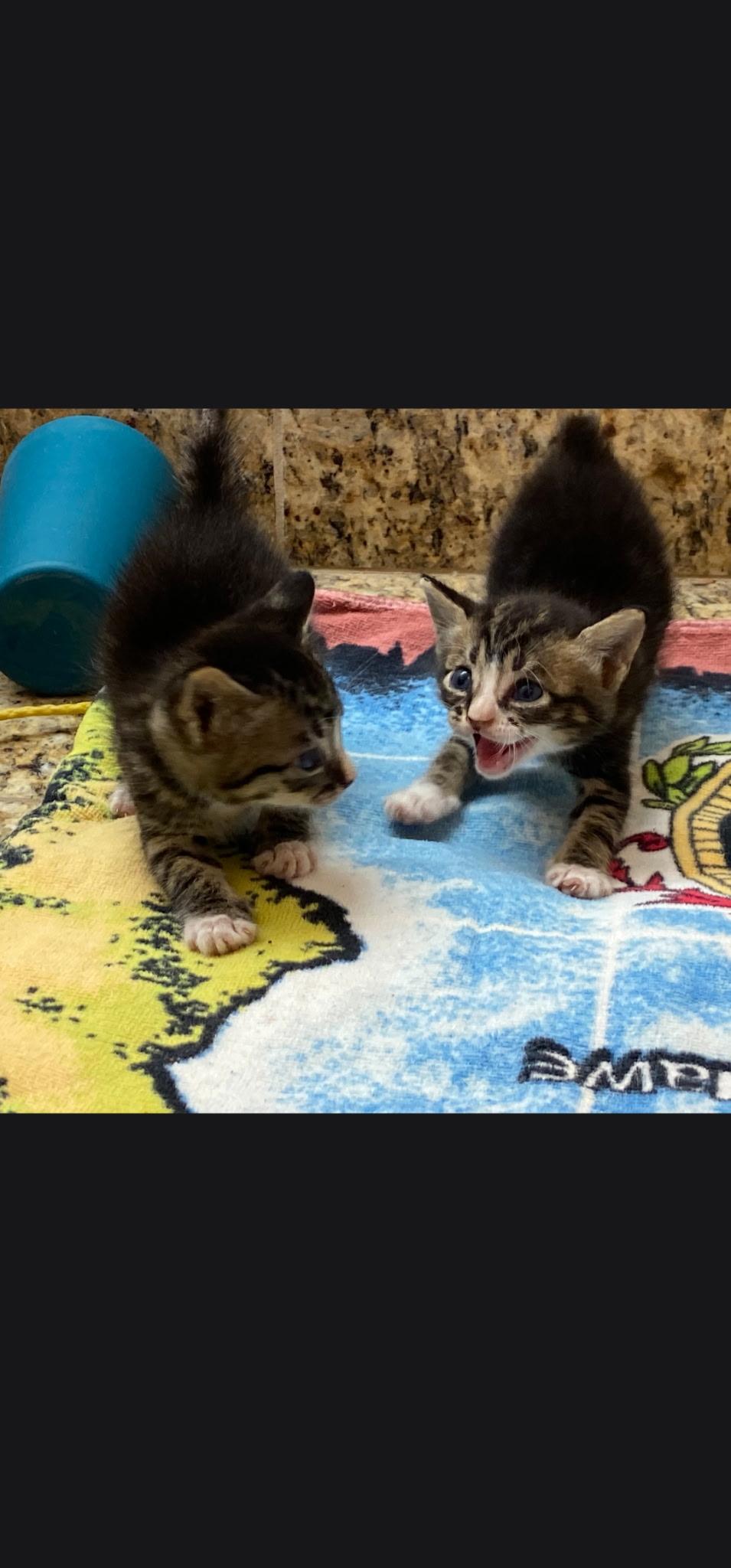 Enlarge Thelma & Louise, a Adopted mixed breed in Lago Vista, TX image 4/4