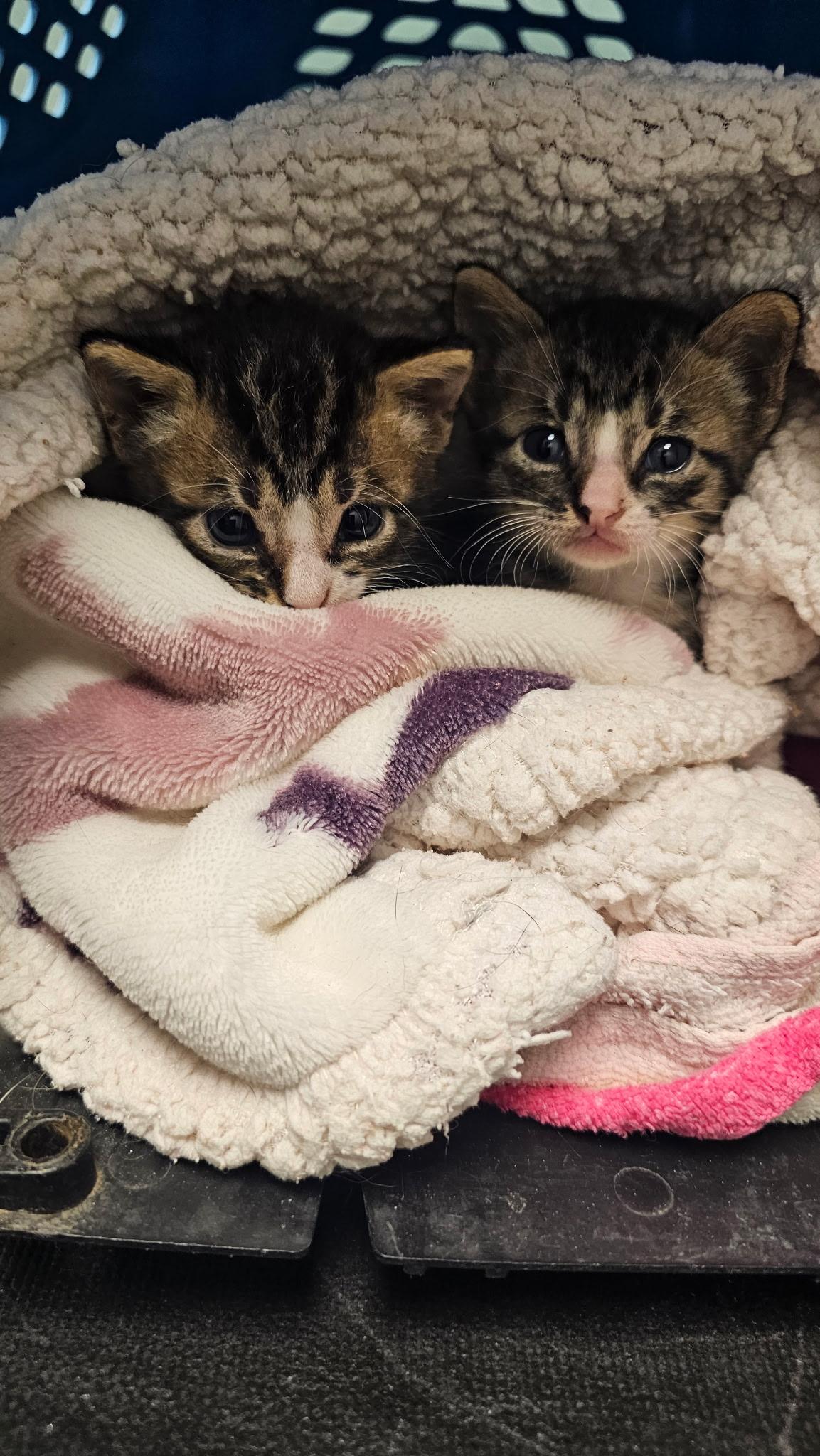 Enlarge Thelma & Louise, a Adopted mixed breed in Lago Vista, TX image 2/4