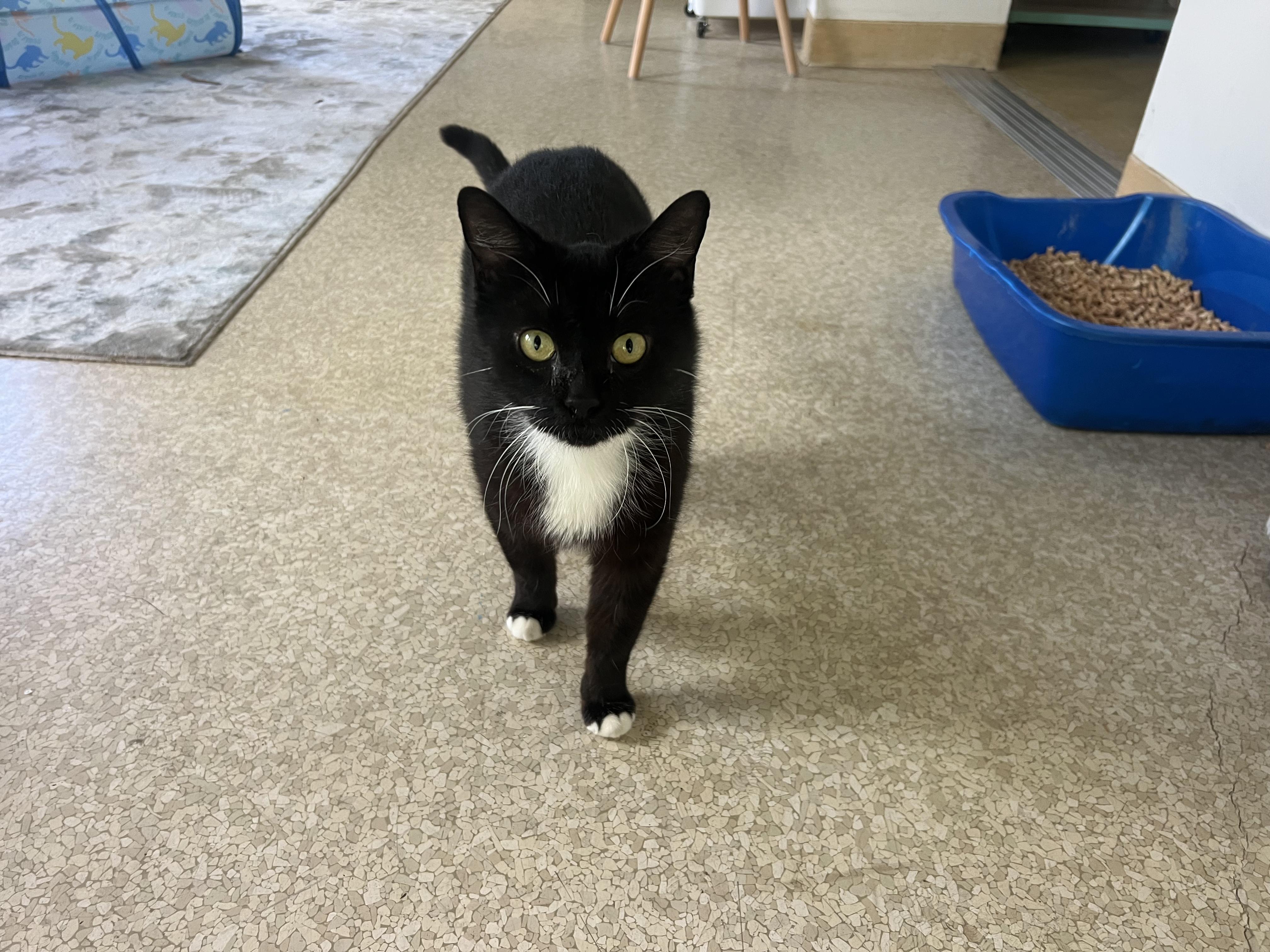 Coconut Tree, a Adoptable Domestic Short Hair in San Luis Obispo, CA image 4/4