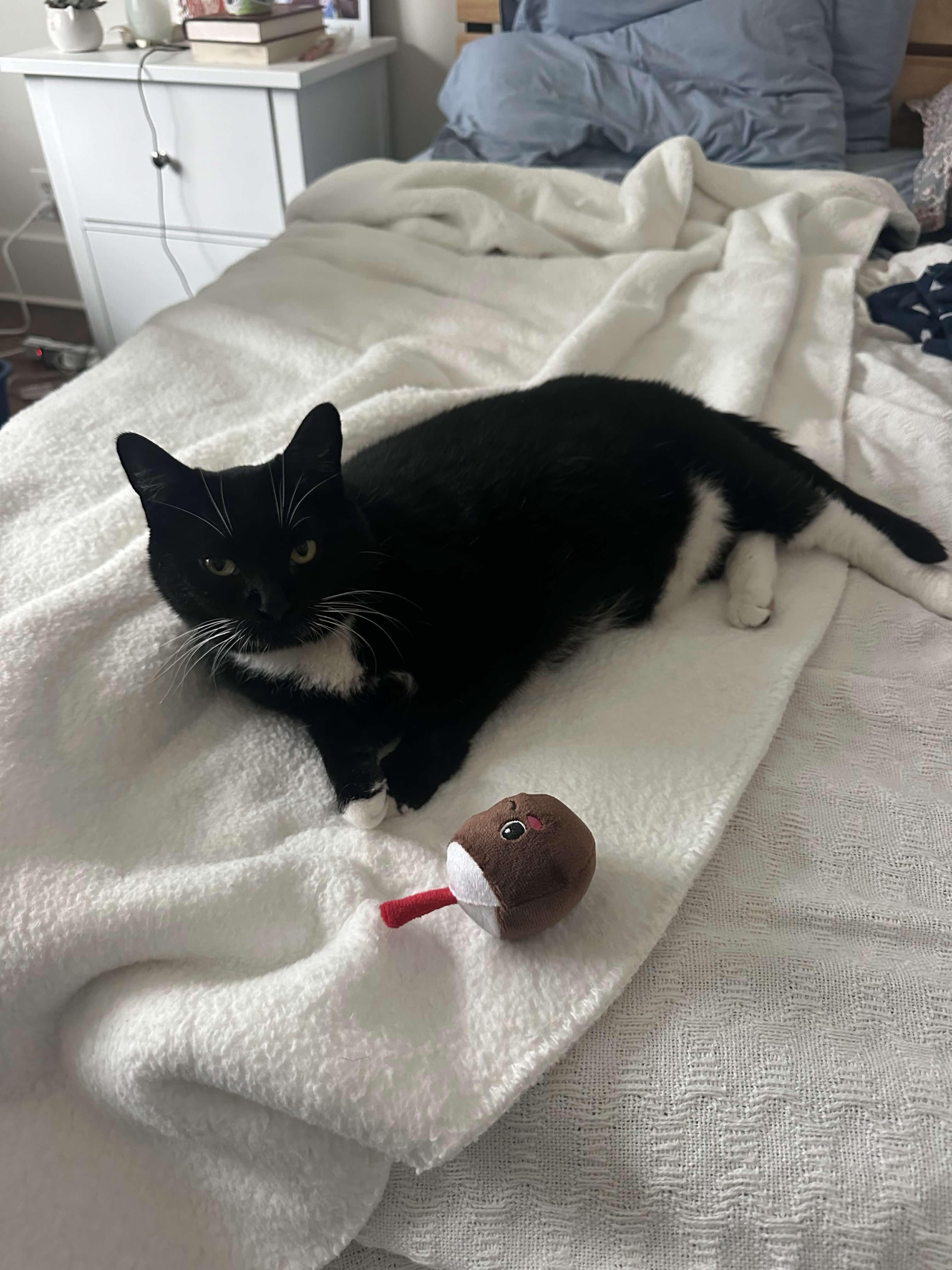 Enlarge Coconut Tree, a Adoptable Domestic Short Hair in San Luis Obispo, CA image 2/6