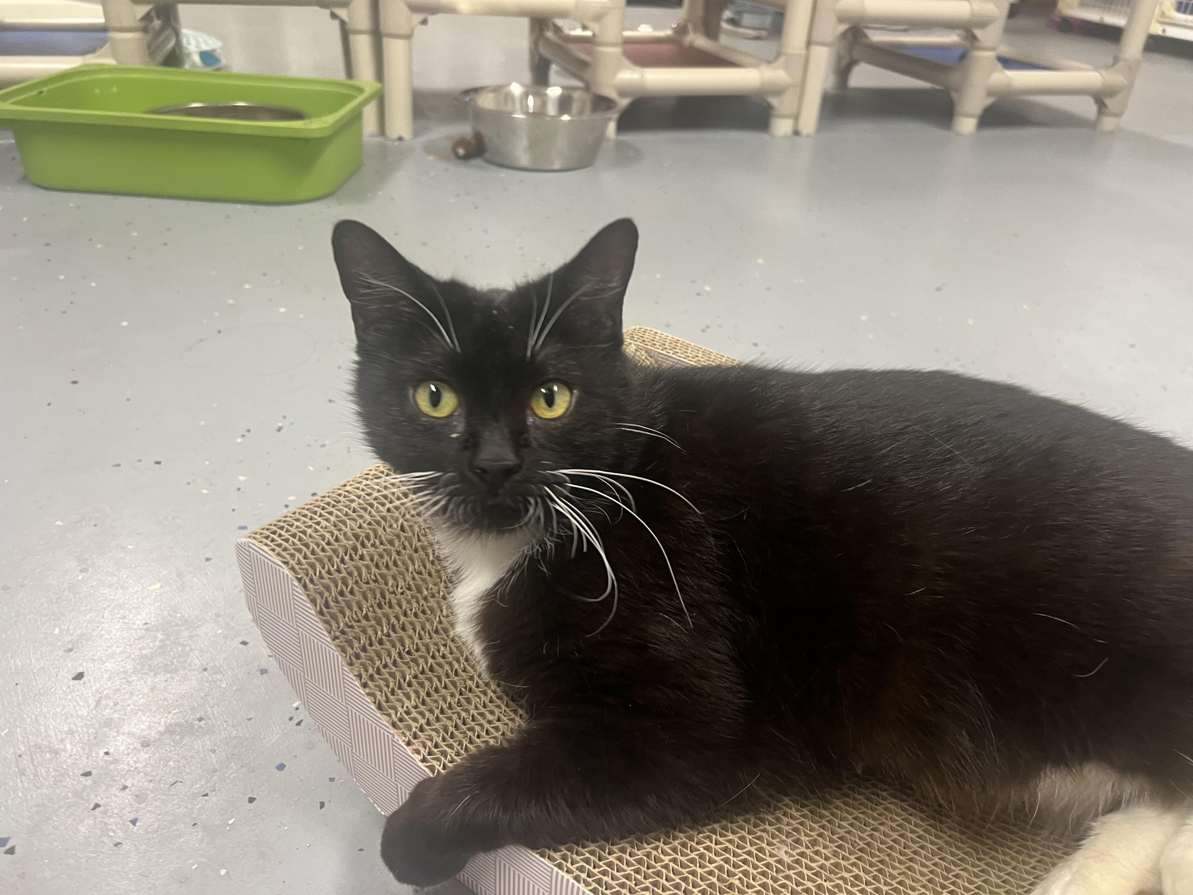 Coconut Tree is a very sweet and kind cat She loves to follow you around and me