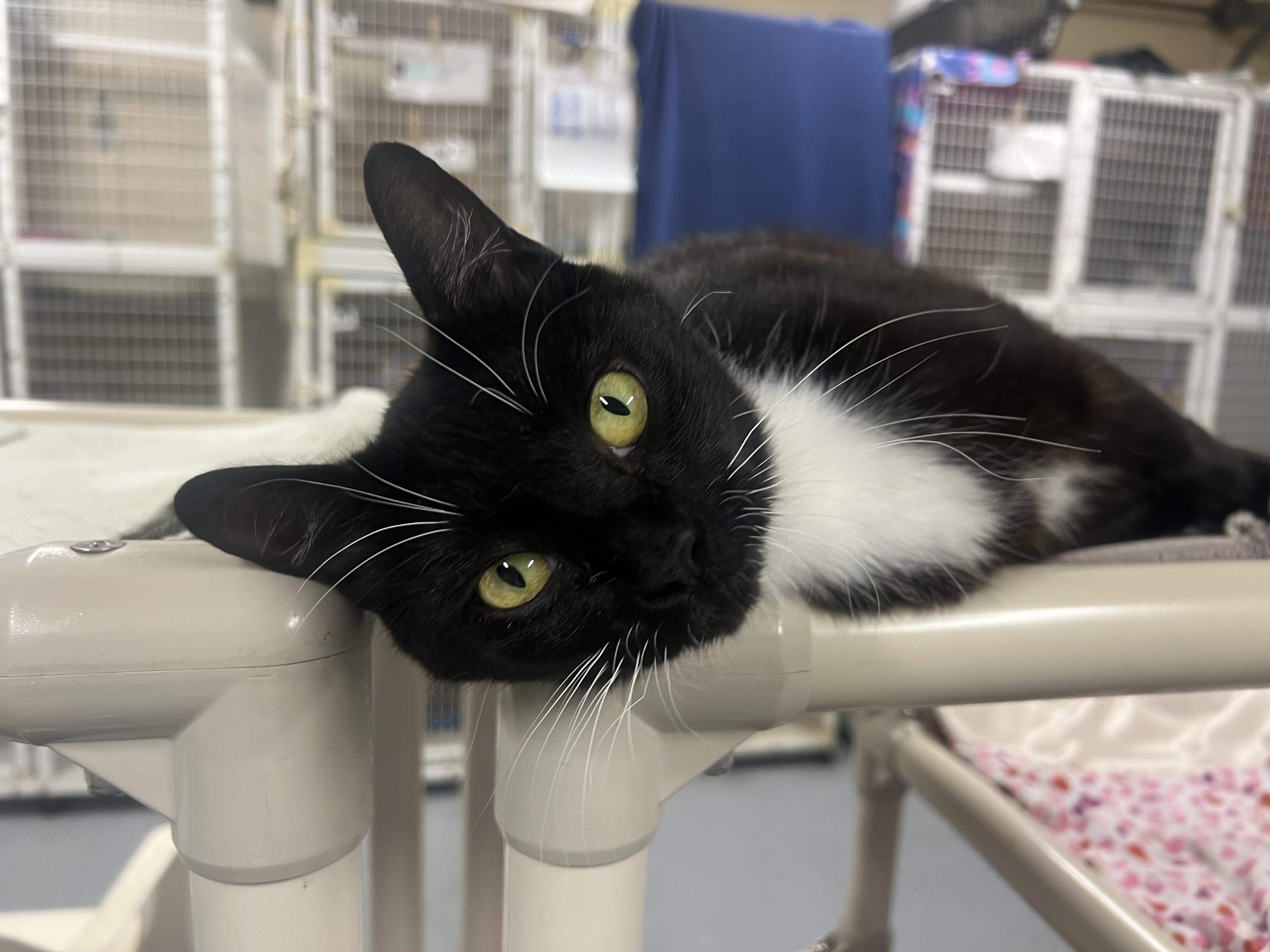 Coconut Tree, a Adoptable Domestic Short Hair in San Luis Obispo, CA image 2/4