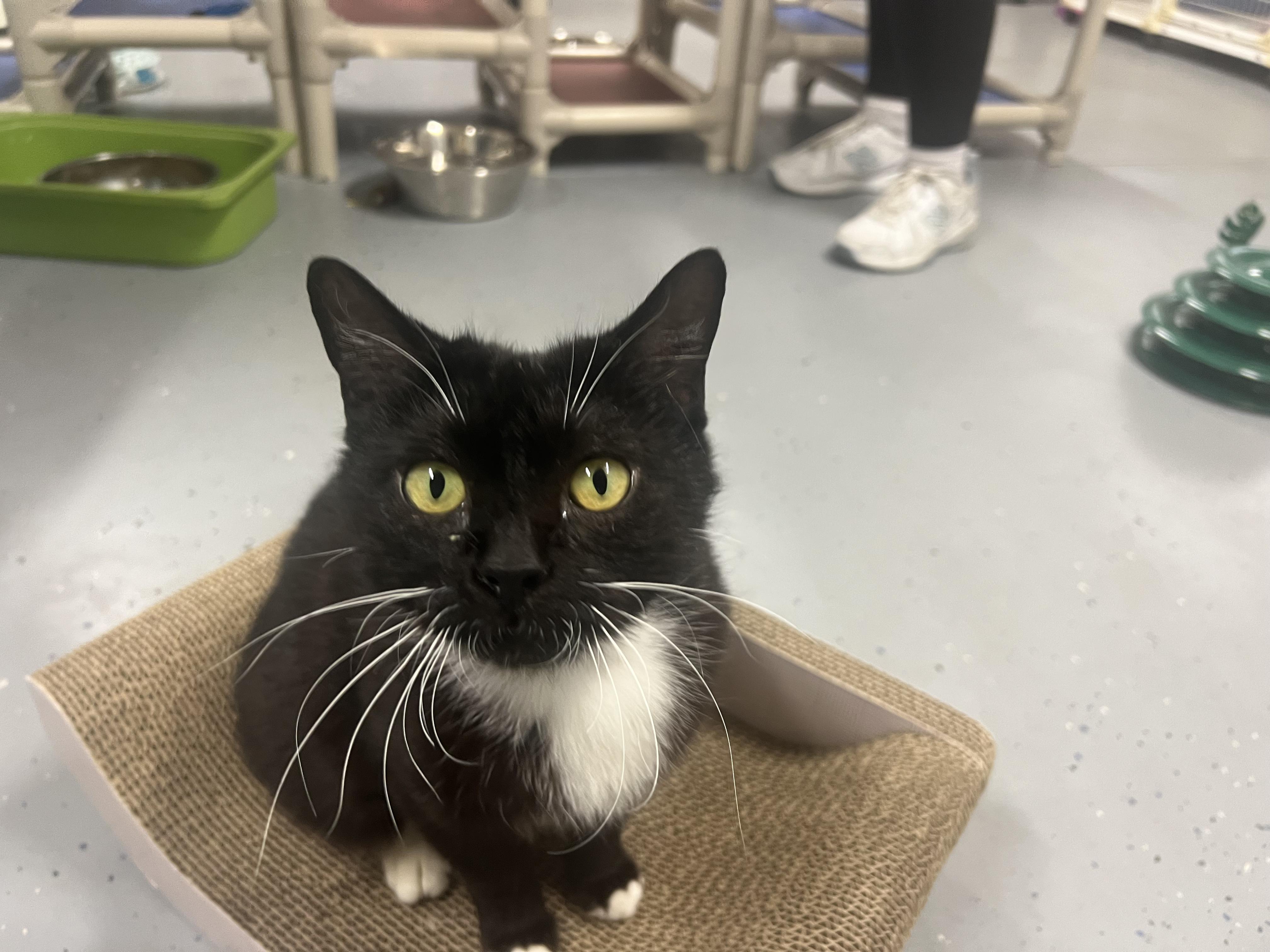 Coconut Tree, a Adoptable Domestic Short Hair in San Luis Obispo, CA image 3/4