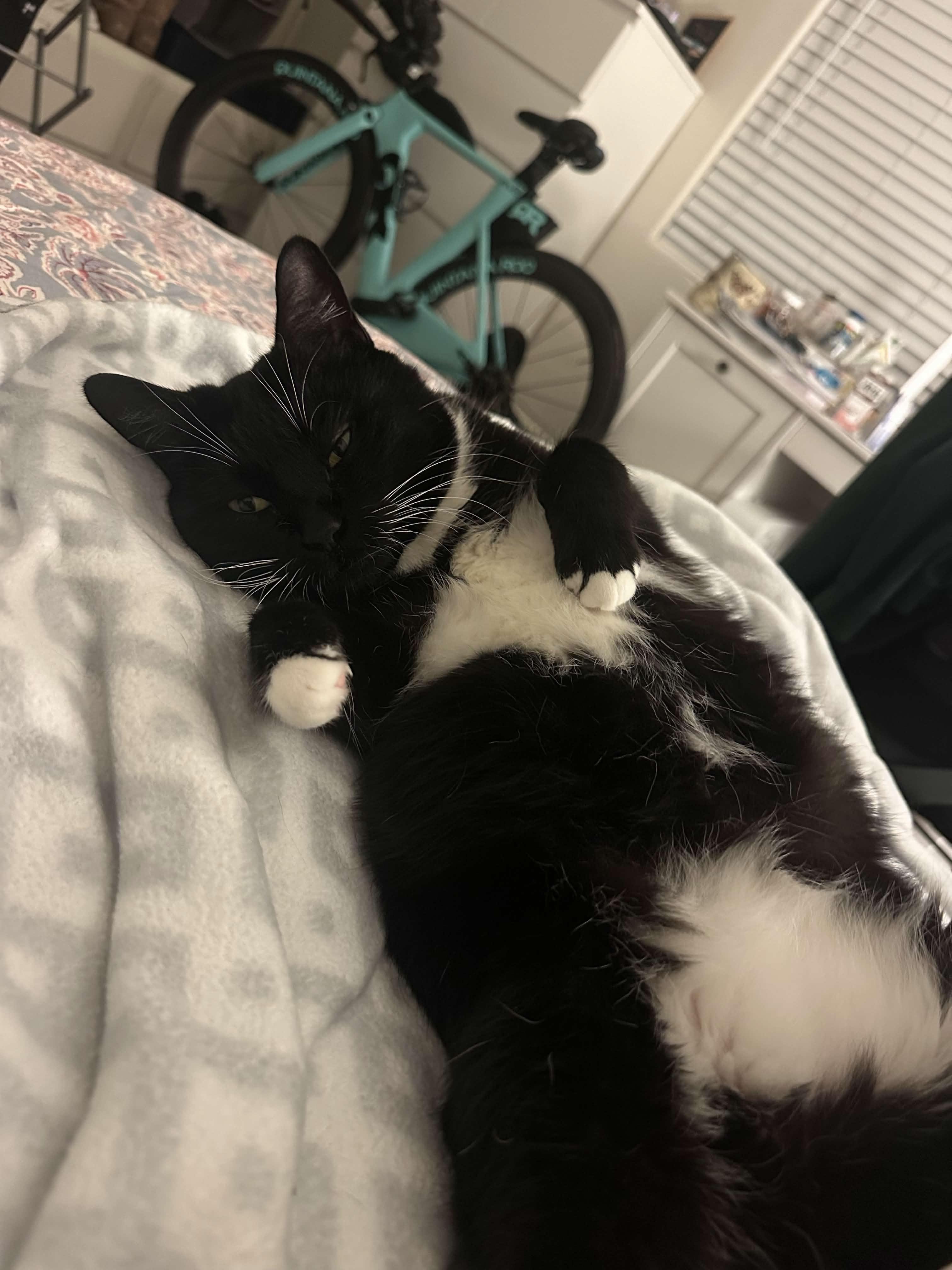 Enlarge Coconut Tree, a Adoptable Domestic Short Hair in San Luis Obispo, CA image 1/6