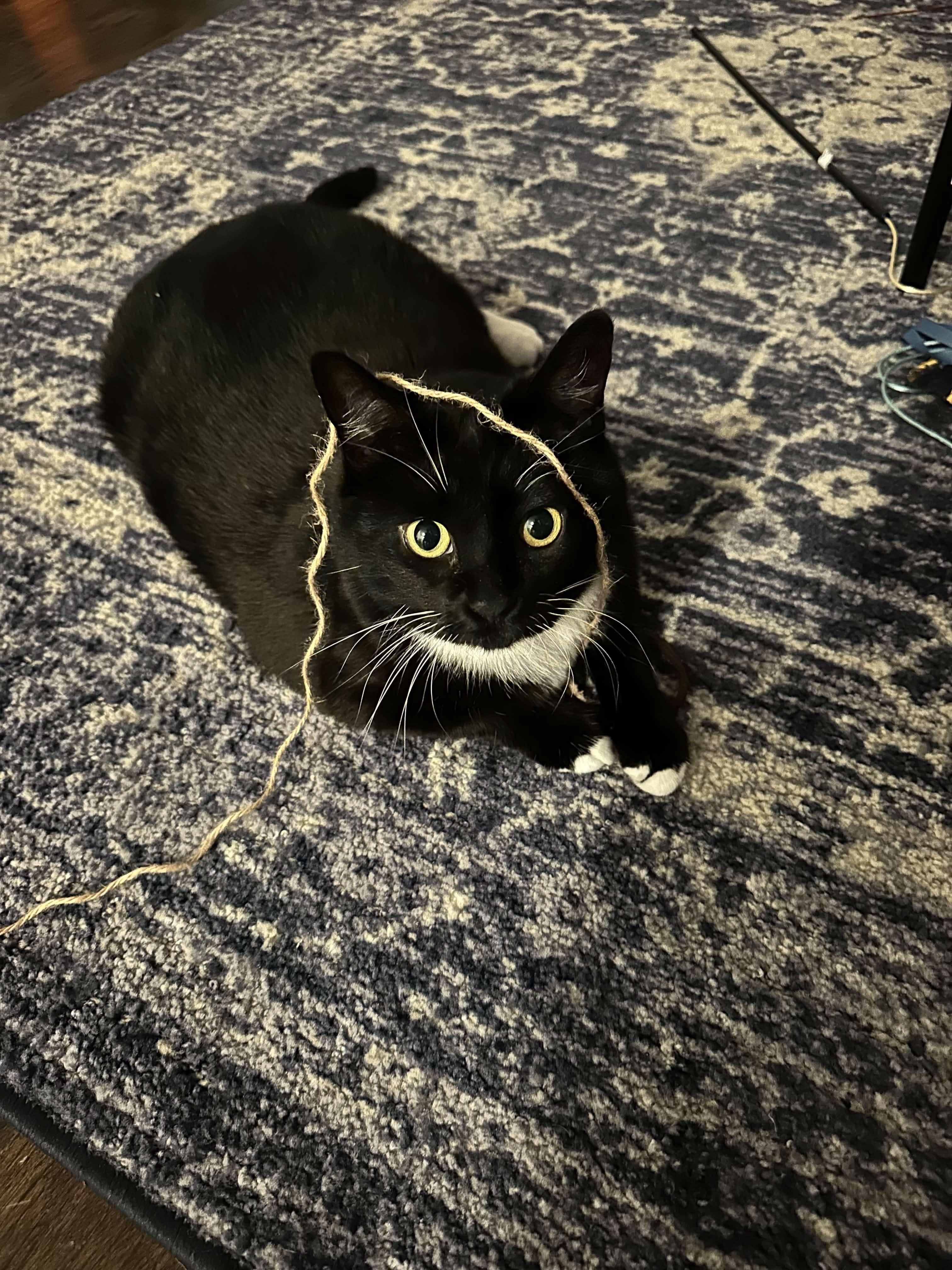 Enlarge Coconut Tree, a Adoptable Domestic Short Hair in San Luis Obispo, CA image 3/6