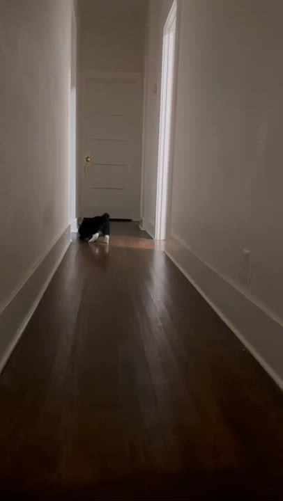 Enlarge Coconut Tree, a Adoptable Domestic Short Hair in San Luis Obispo, CA video 4/6