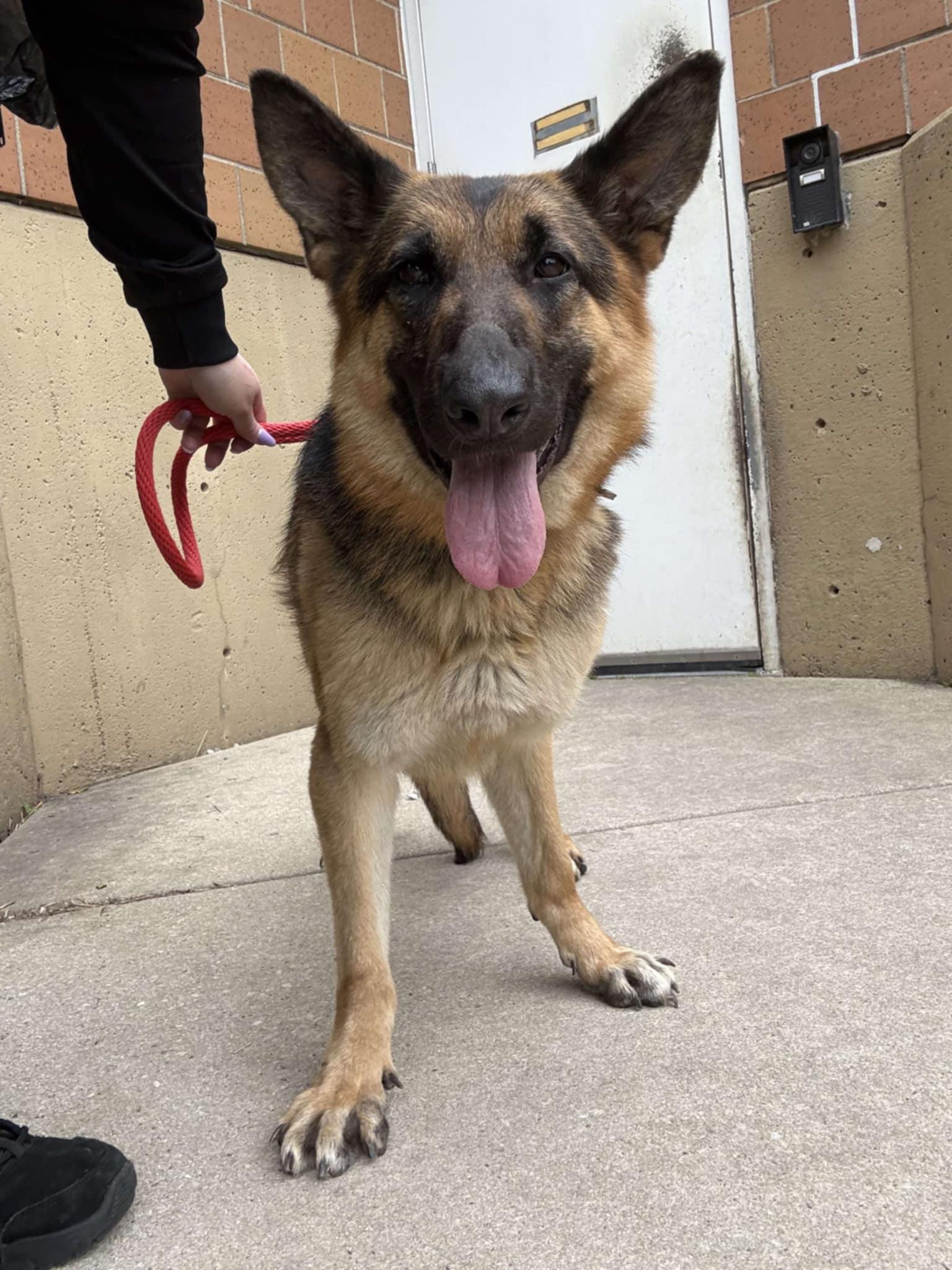 Patsy, a Adopted German Shepherd Dog in Hillside, IL image 1/2