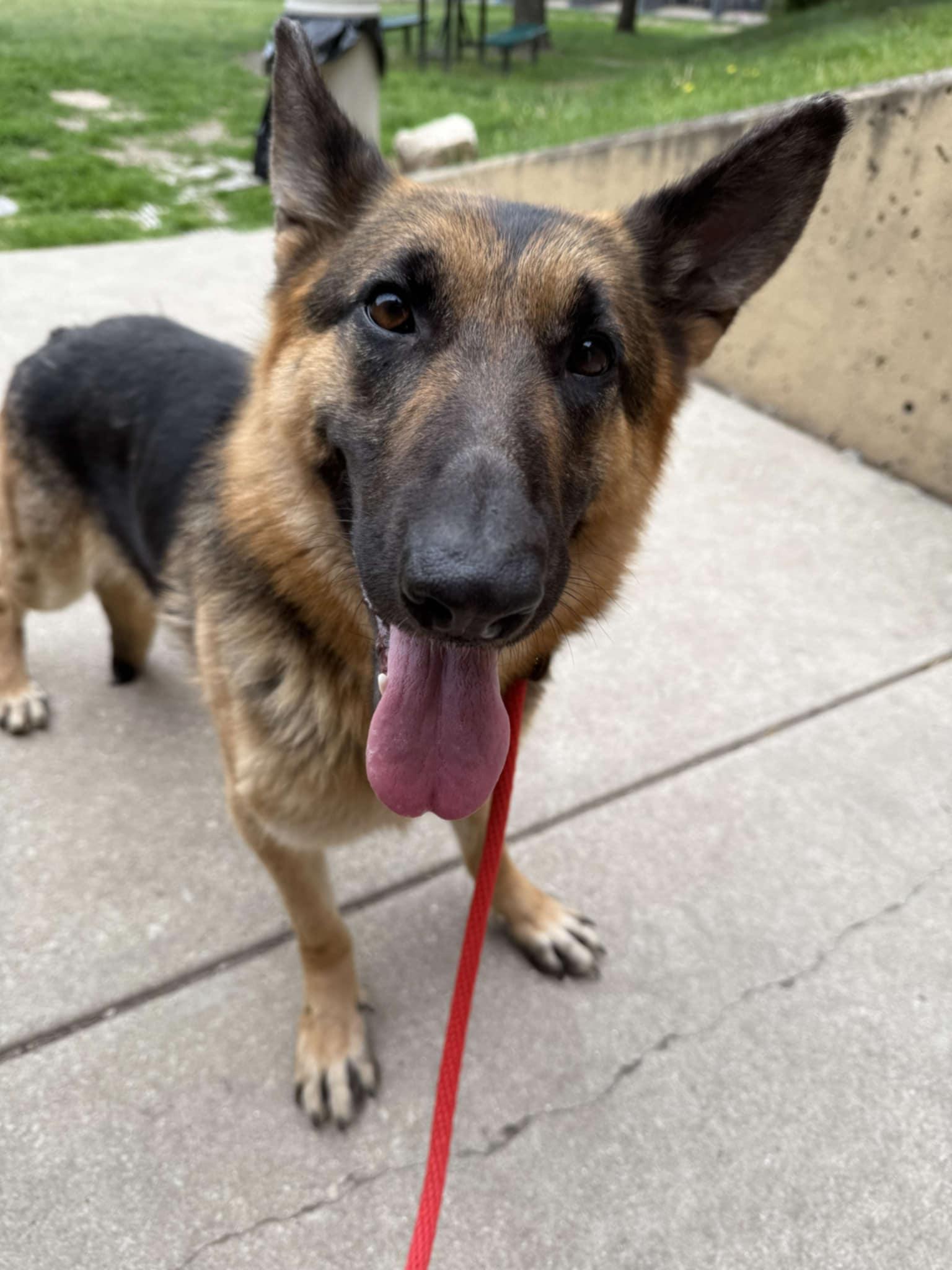 Patsy, a Adopted German Shepherd Dog in Hillside, IL image 2/2