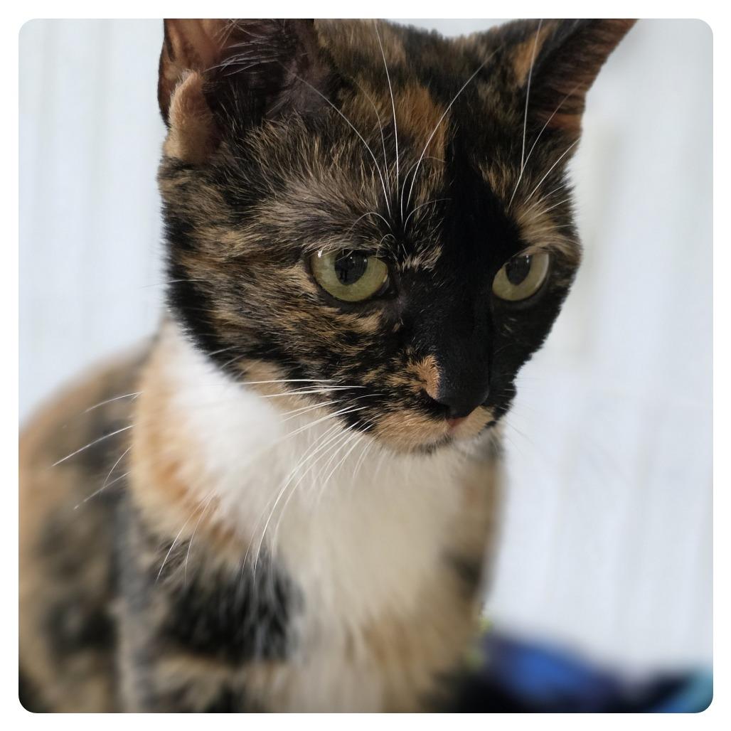 Esme, Adoptable, Adult Female Domestic Short Hair.