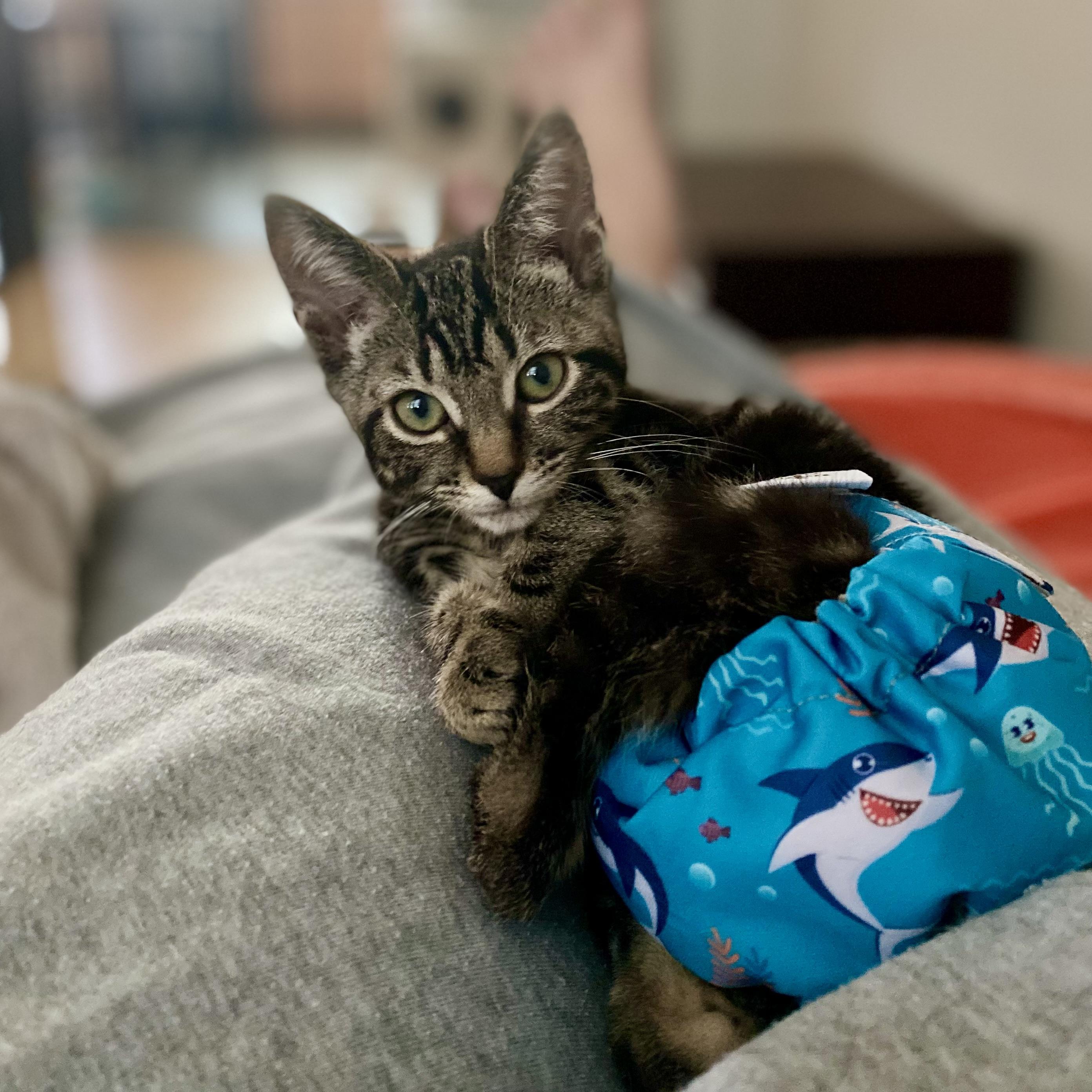 Enlarge Katydid, a Adoptable mixed breed in Alexandria, VA image 5/6
