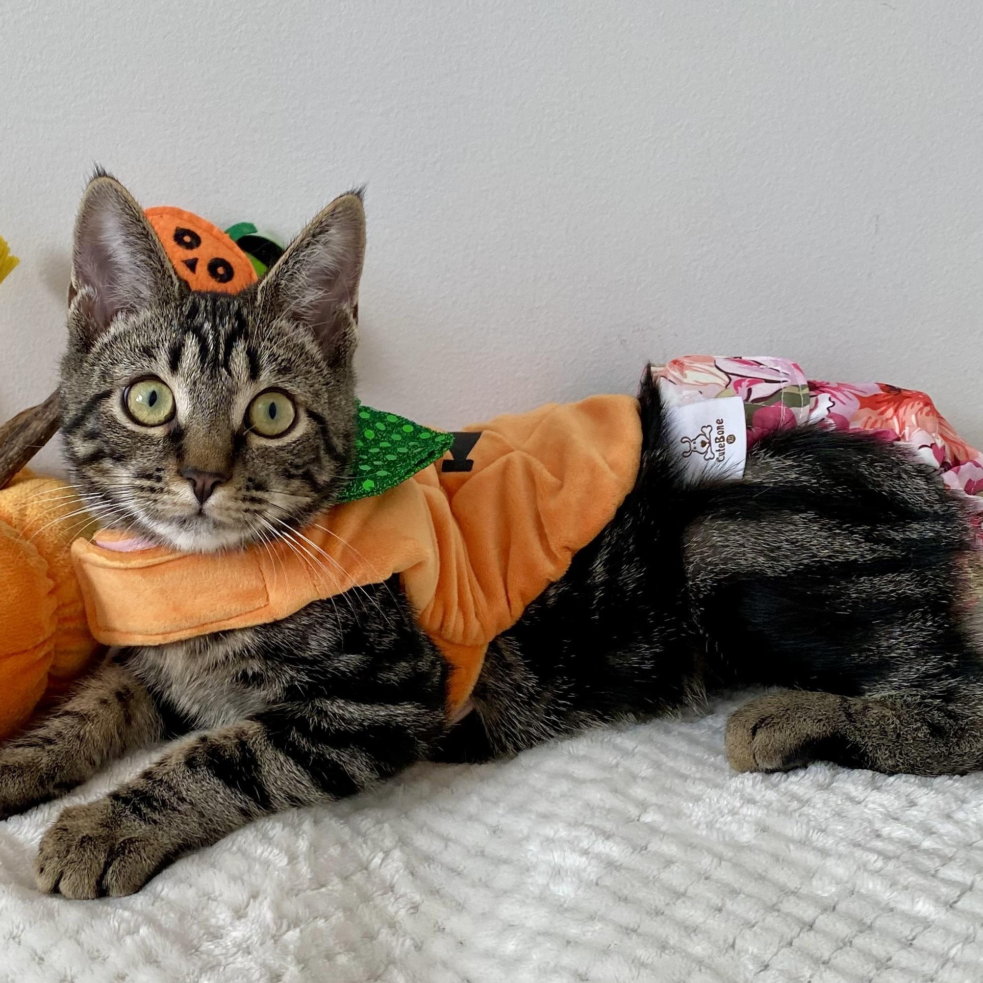 Enlarge Katydid, a Adoptable mixed breed in Alexandria, VA image 2/6