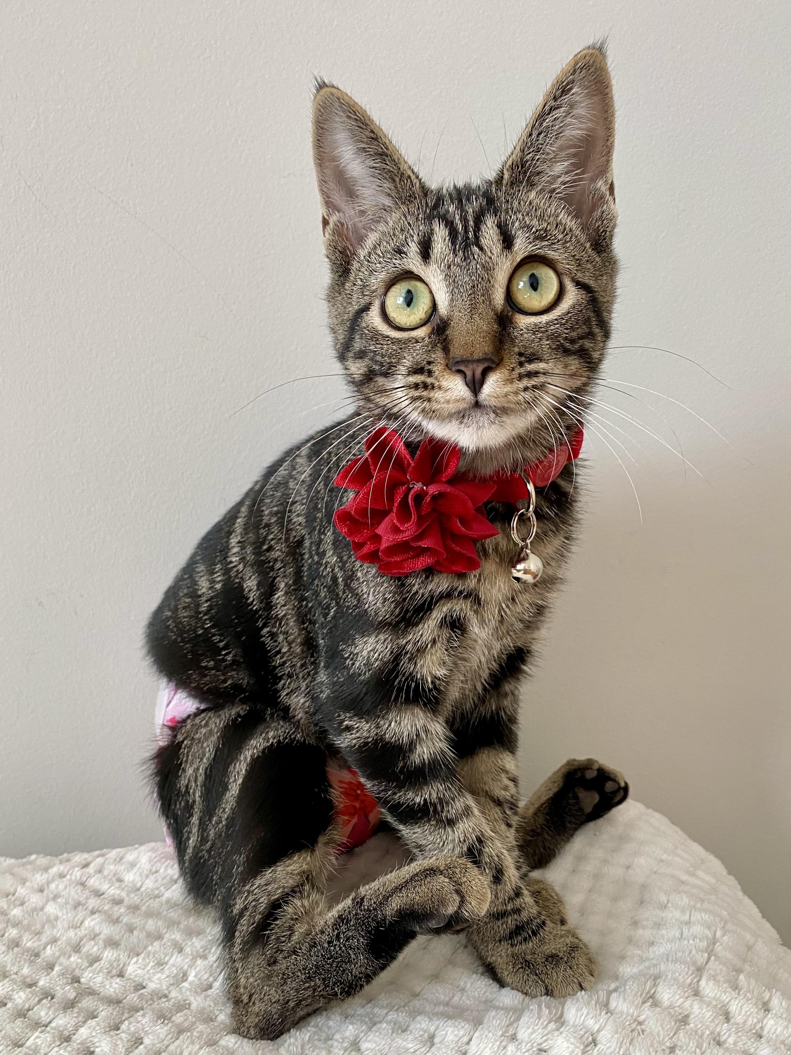 Katydid, Adoptable, Kitten Female Manx & Domestic Short Hair.