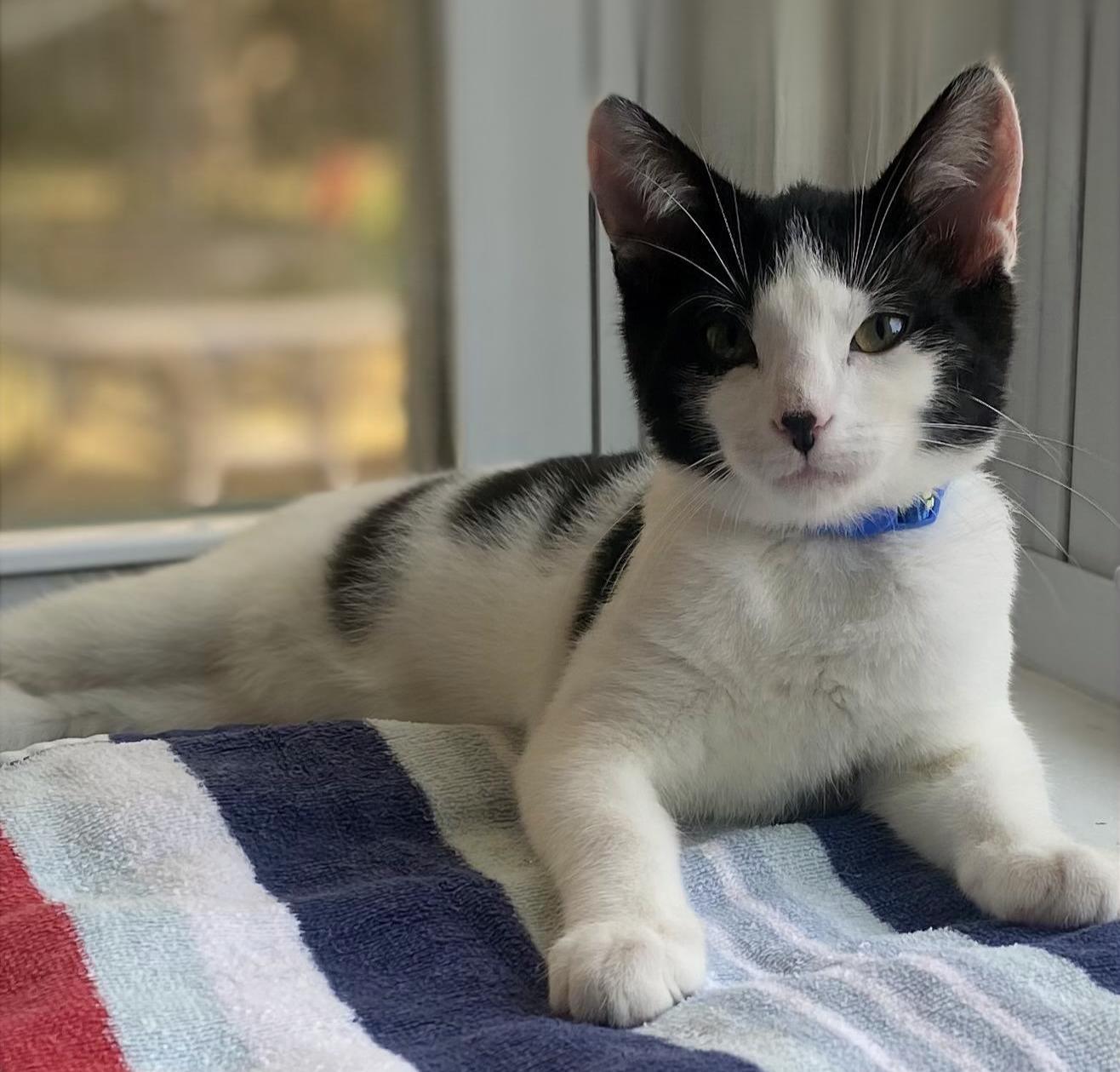 Franklin, a Adoptable mixed breed in Red Bank, NJ image 2/6