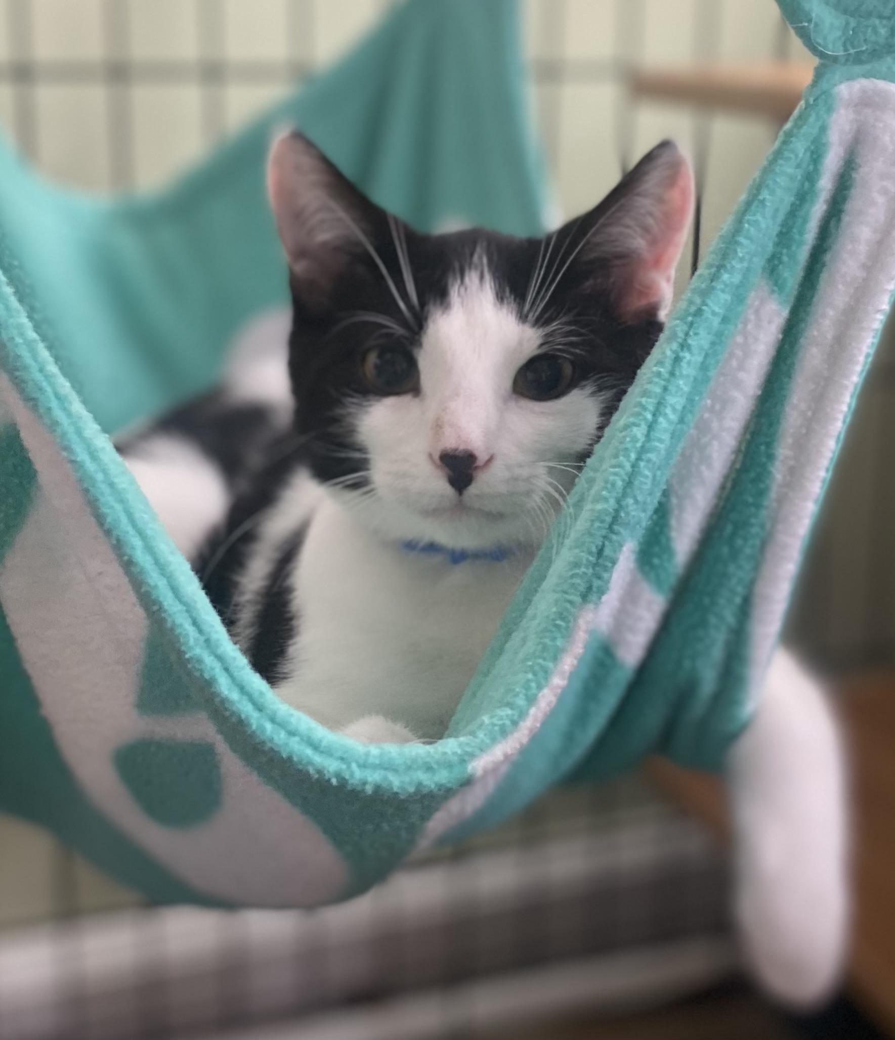 Franklin, Adoptable, Kitten Male Domestic Short Hair.