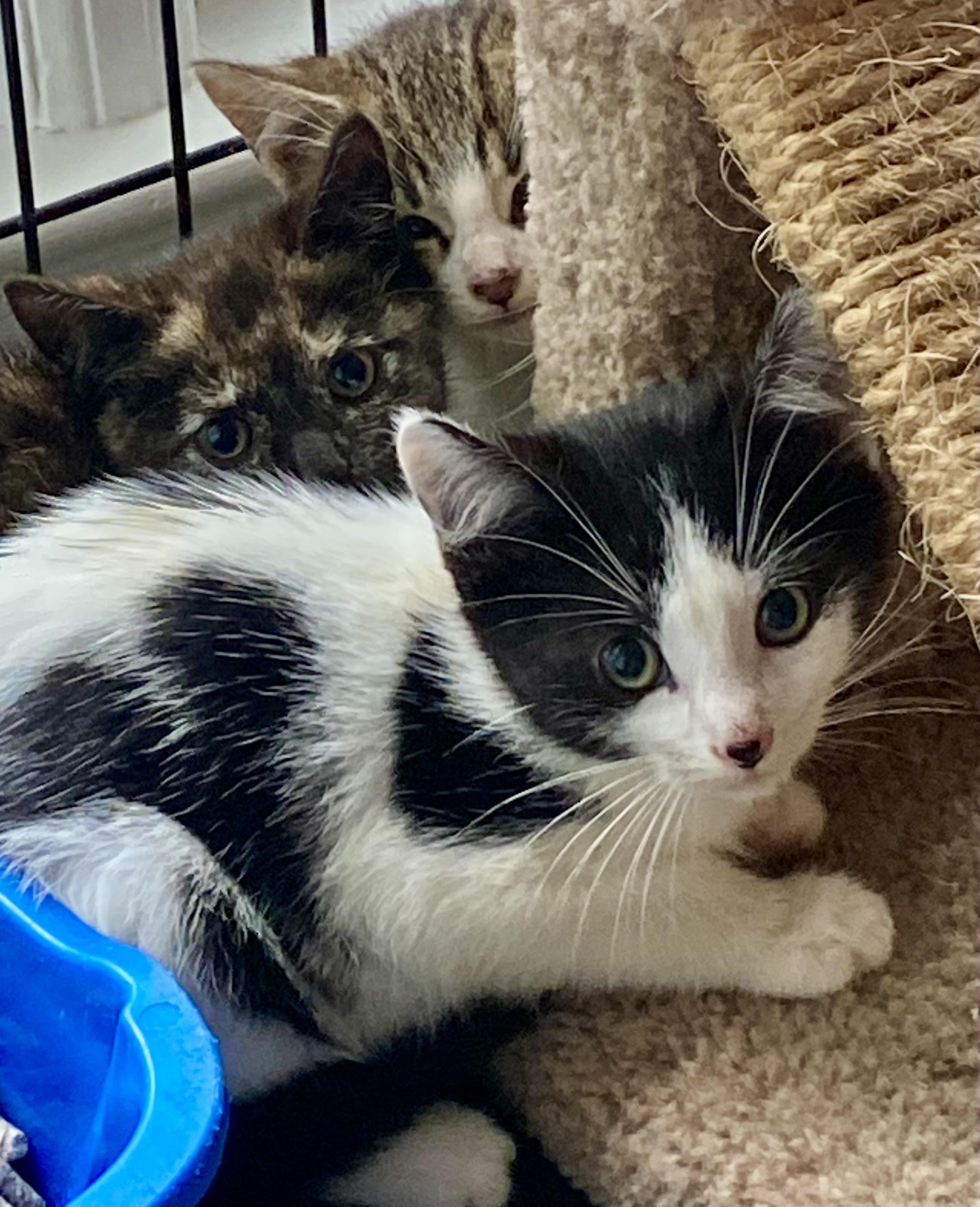 Franklin, a Adoptable mixed breed in Red Bank, NJ image 3/6