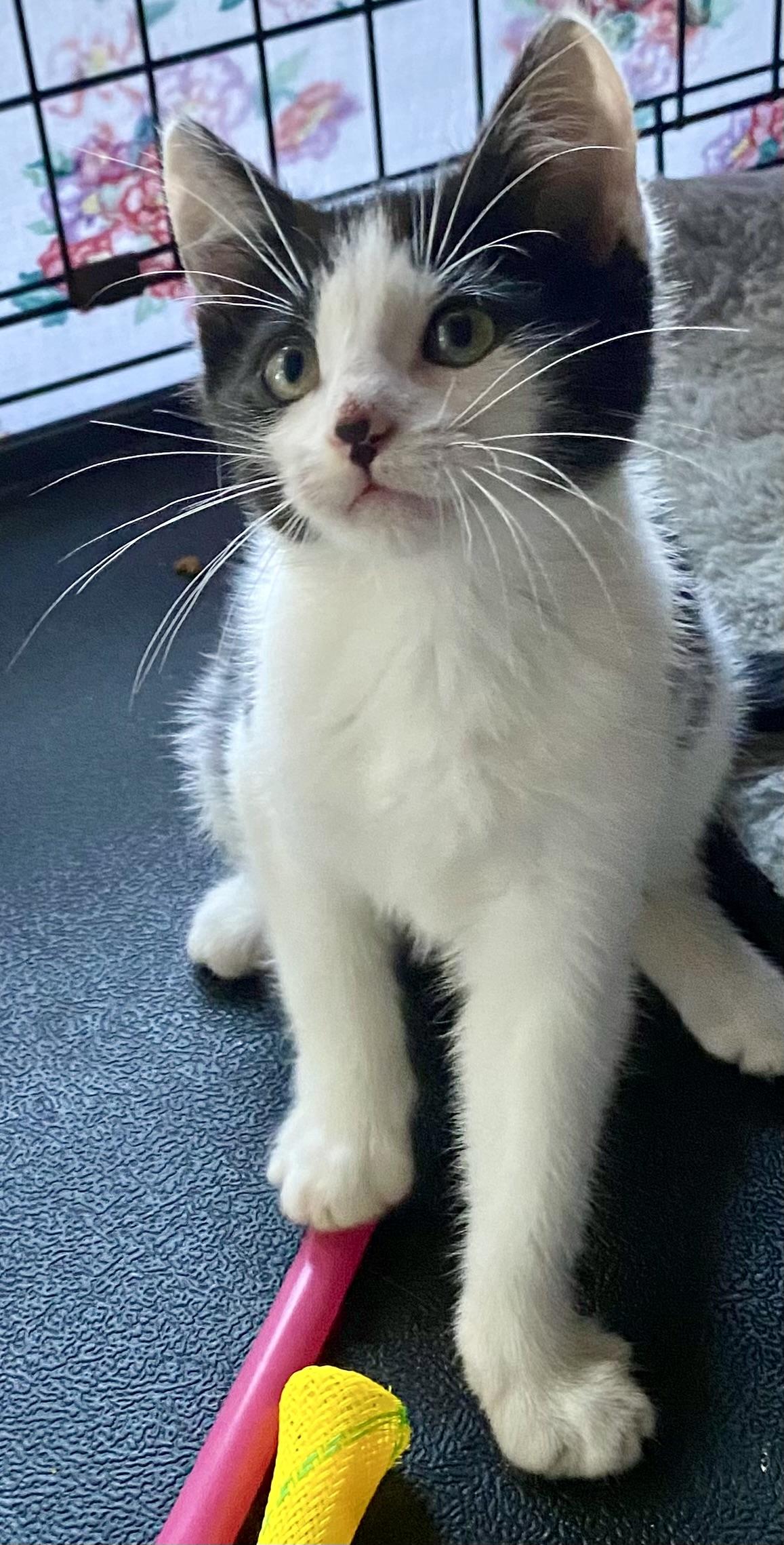 Franklin, a Adoptable mixed breed in Red Bank, NJ image 4/6