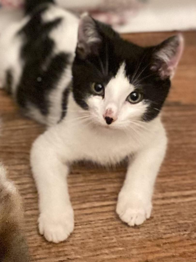 Franklin, a Adoptable mixed breed in Red Bank, NJ image 5/6