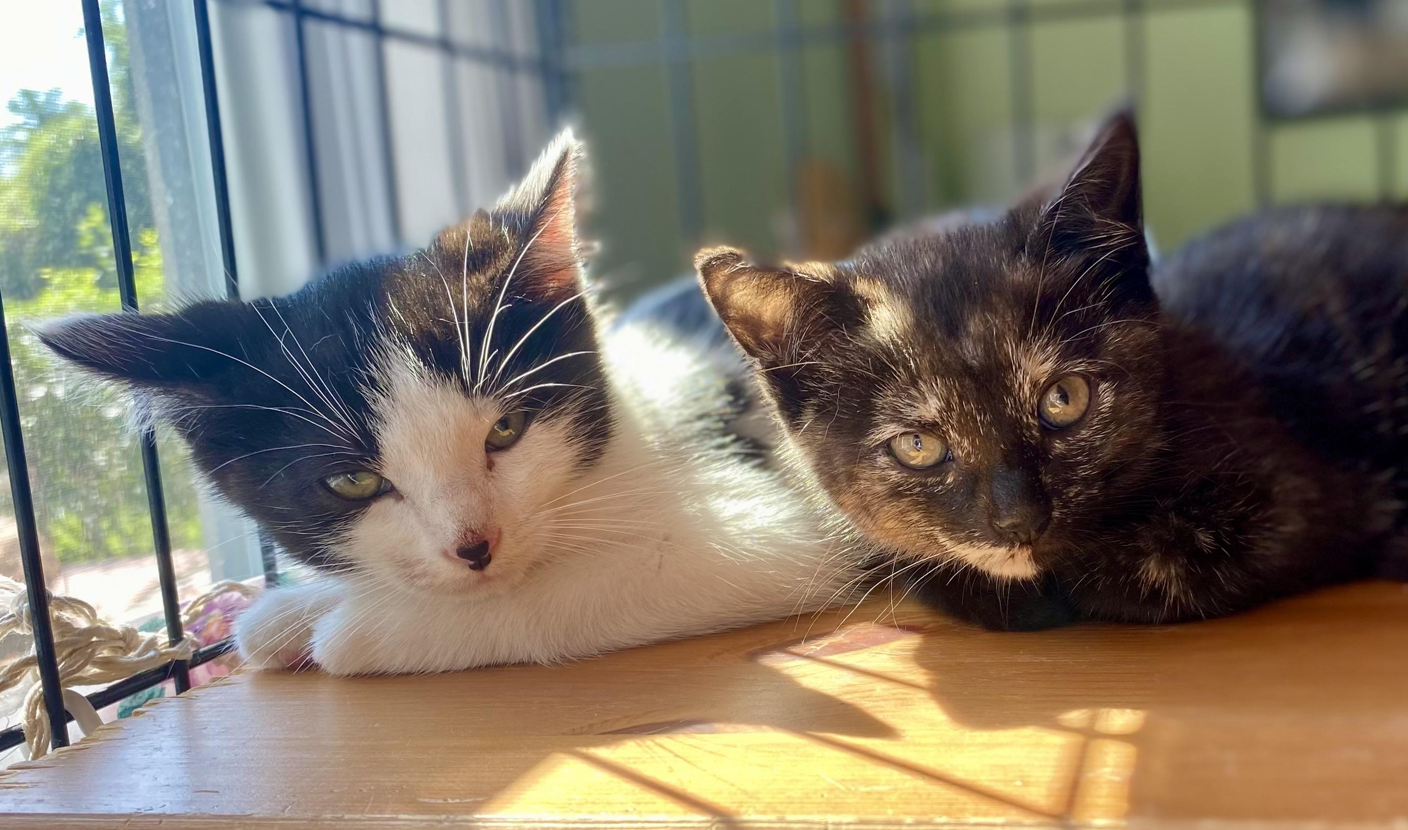 Franklin, a Adoptable mixed breed in Red Bank, NJ image 6/6