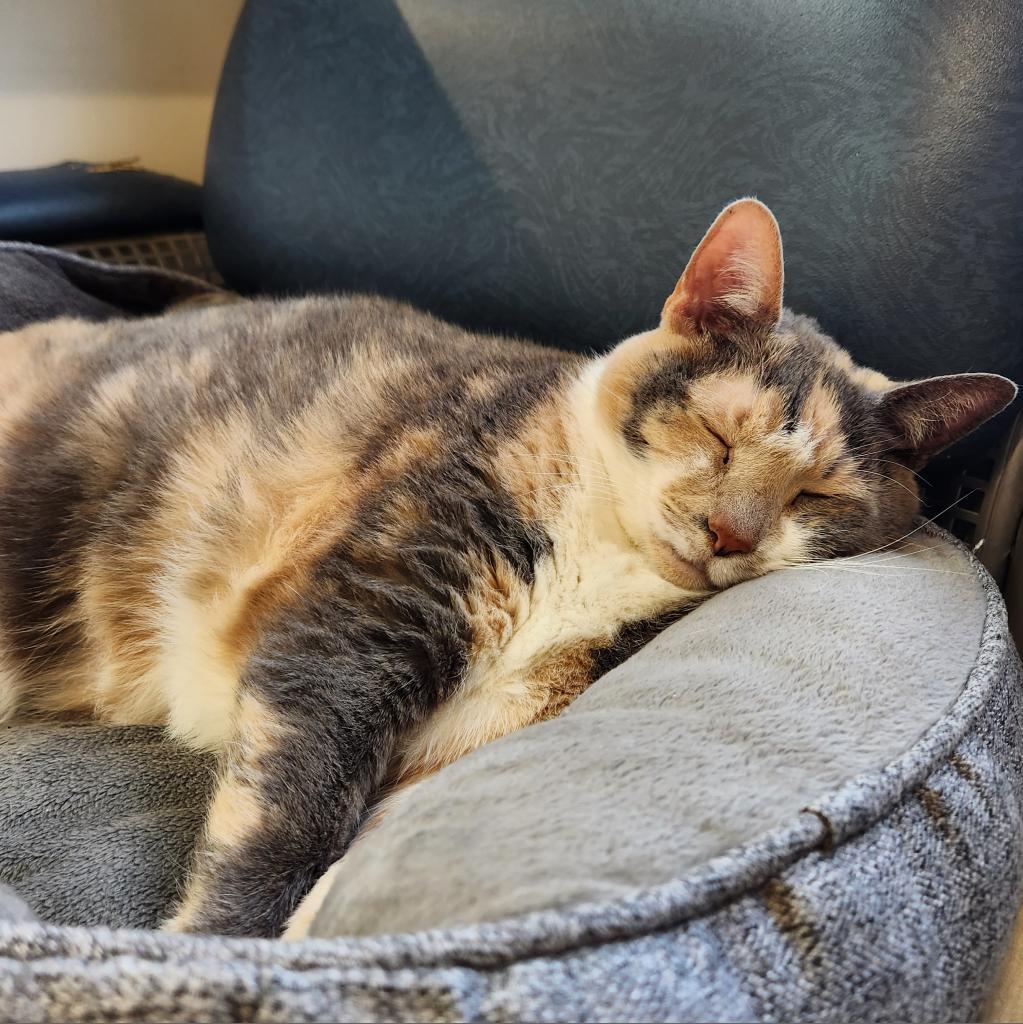 Holt, Adoptable, Senior Female Domestic Short Hair.