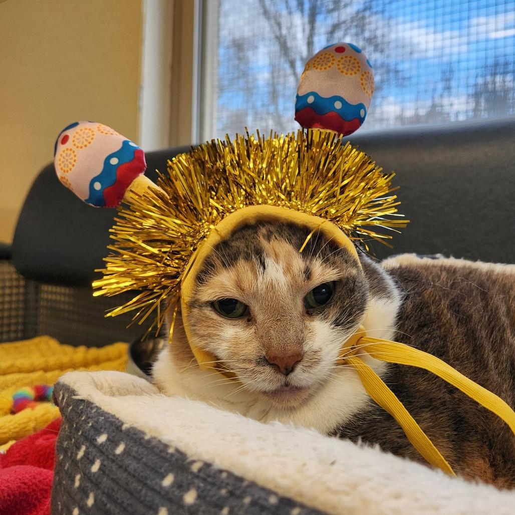 Enlarge Holt, a Adoptable Domestic Short Hair in Delaware, OH image 4/6