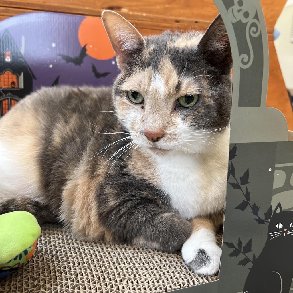 Enlarge Holt, a Adoptable Domestic Short Hair in Delaware, OH image 4/6