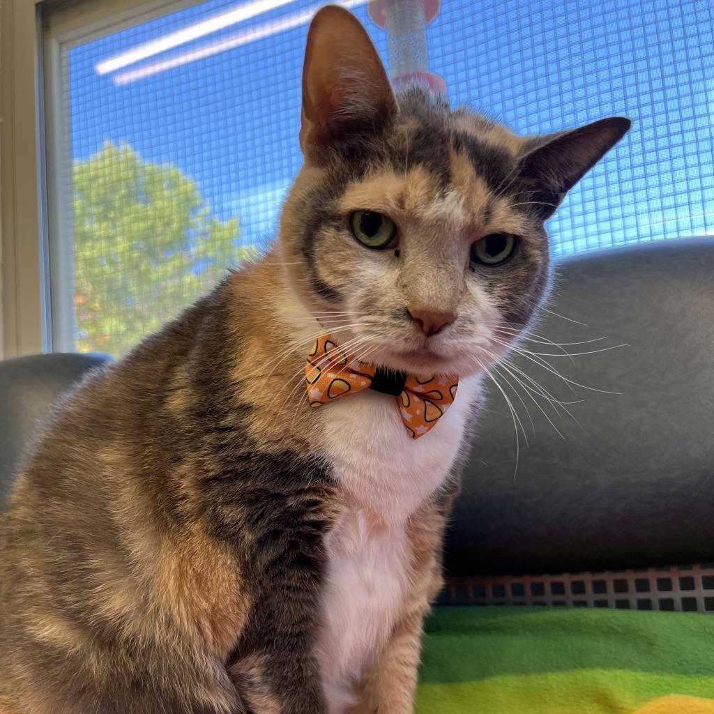 Enlarge Holt, a Adoptable Domestic Short Hair in Delaware, OH image 5/6