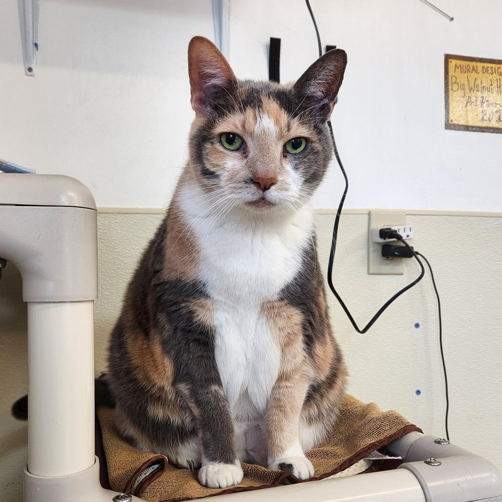 Enlarge Holt, a Adoptable Domestic Short Hair in Delaware, OH image 5/6