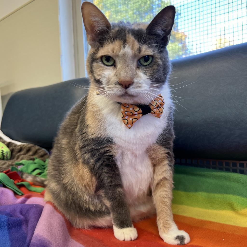 Enlarge Holt, a Adoptable Domestic Short Hair in Delaware, OH image 6/6