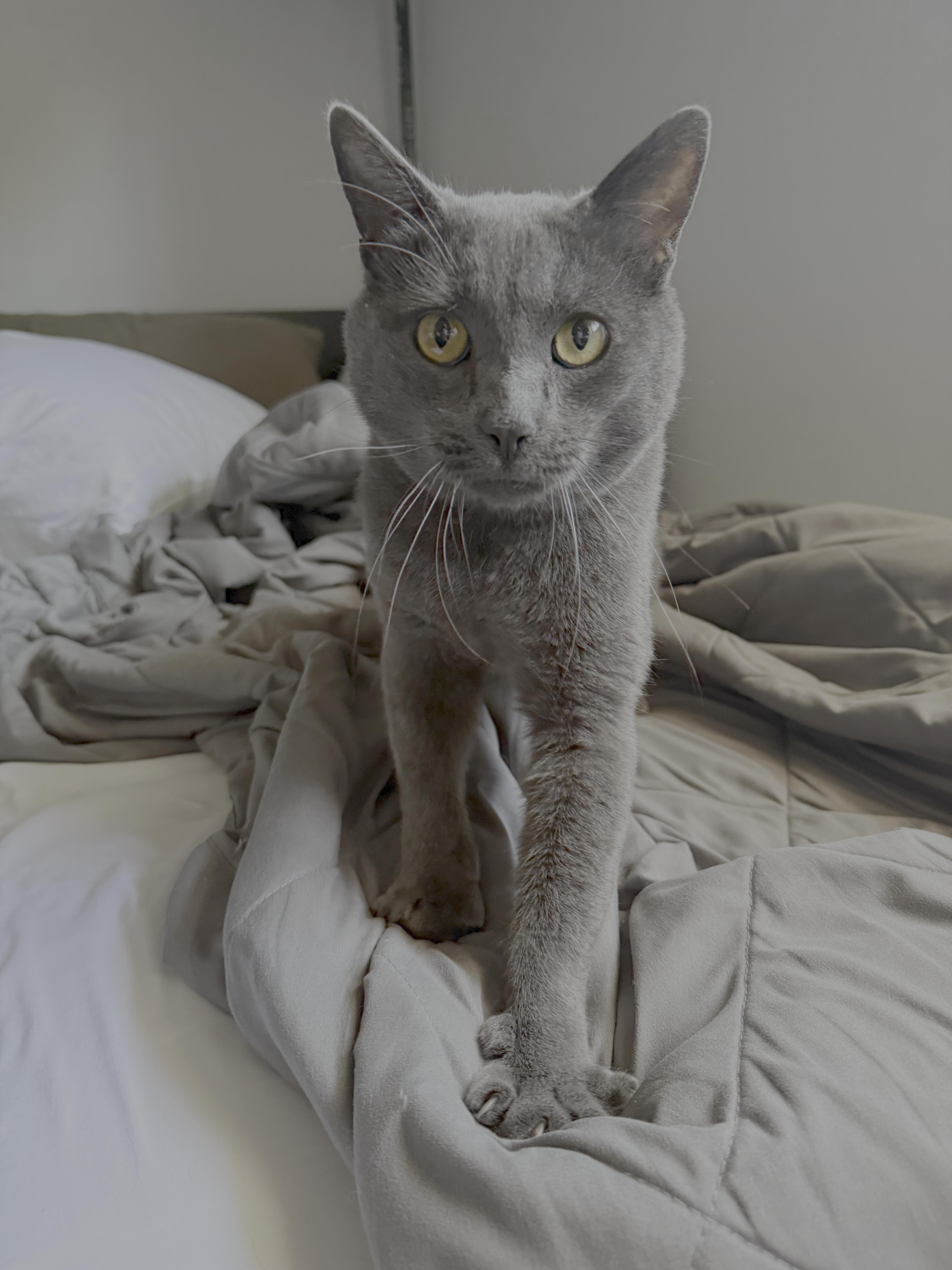 archie, a Adoptable mixed breed in Canoga Park, CA image 1/4