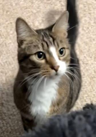 Hannah Banana, Adoptable, Adult Female Domestic Short Hair.