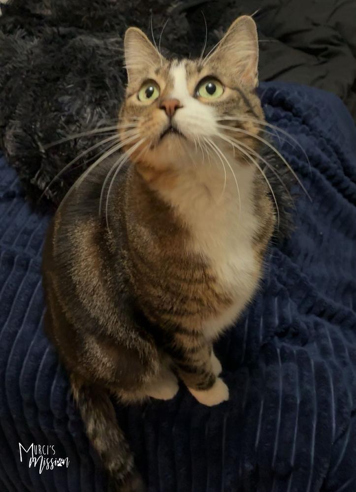 Enlarge Hannah Banana, a Adoptable Domestic Short Hair in Spokane , WA image 3/4