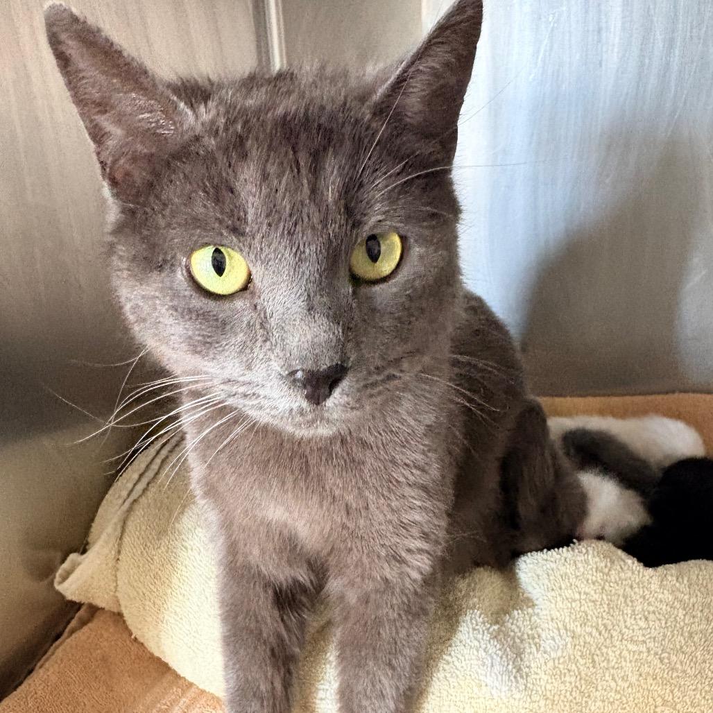 Enlarge April, a ADOPTABLE Domestic Short Hair in Blackfoot, ID image 1/1