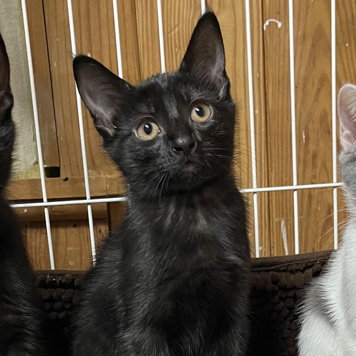 Starlight, a ADOPTABLE Domestic Short Hair in Warren, NJ image 1/3