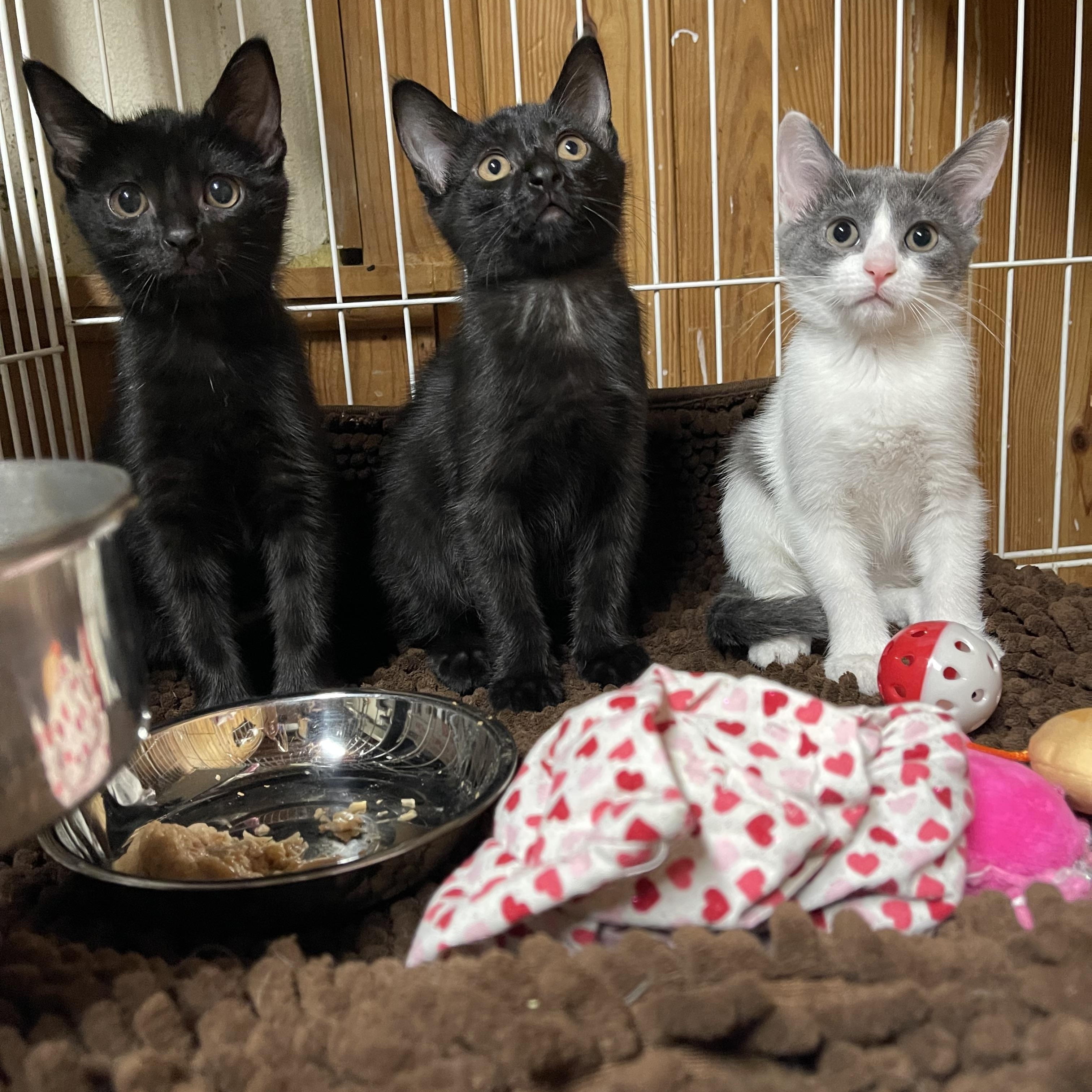 Starlight, a ADOPTABLE Domestic Short Hair in Warren, NJ image 3/3