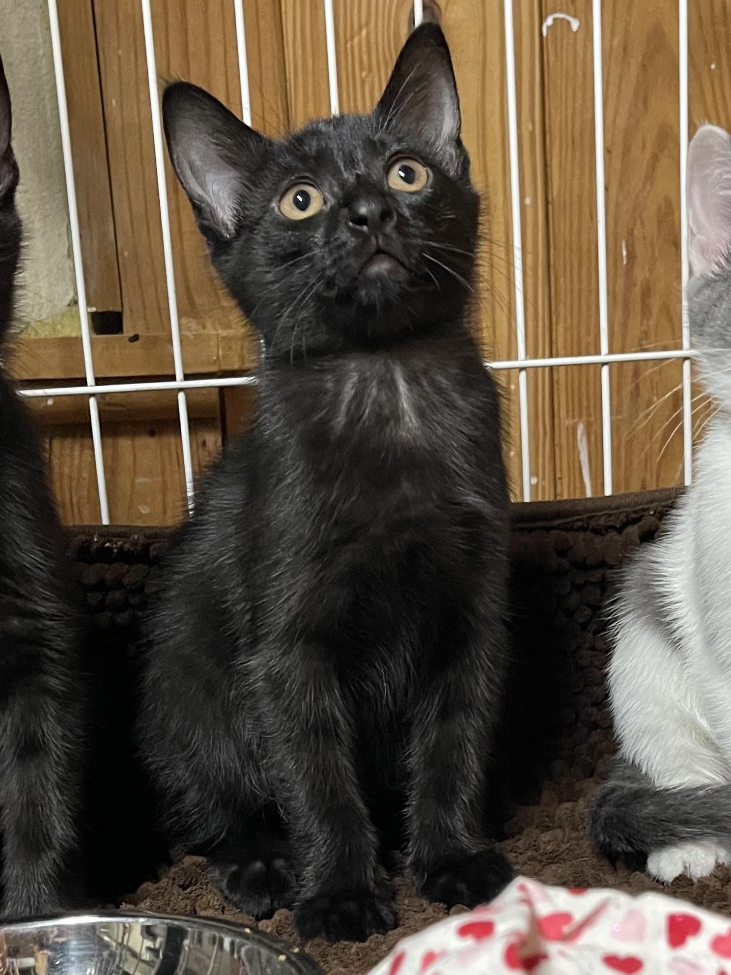 Starlight, a ADOPTABLE Domestic Short Hair in Warren, NJ image 2/3