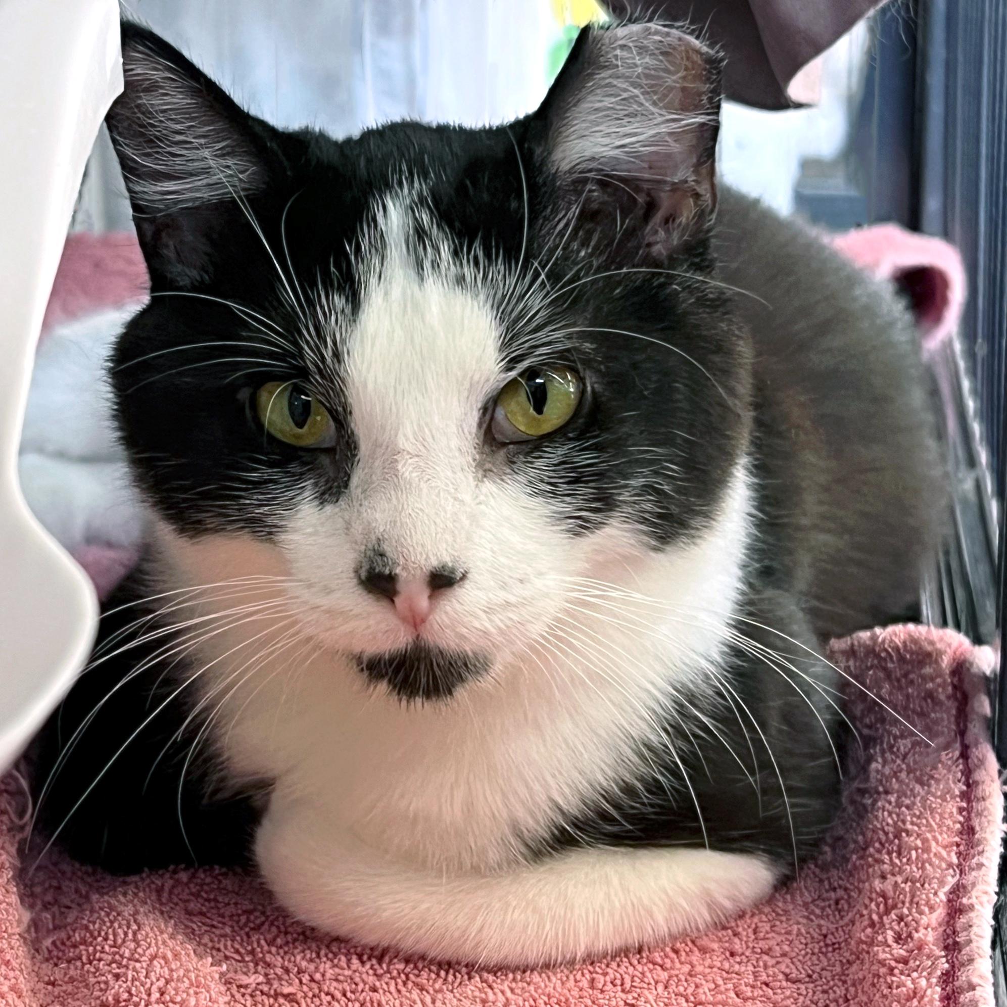 Portia, ADOPTABLE, Kitten Female Domestic Short Hair.