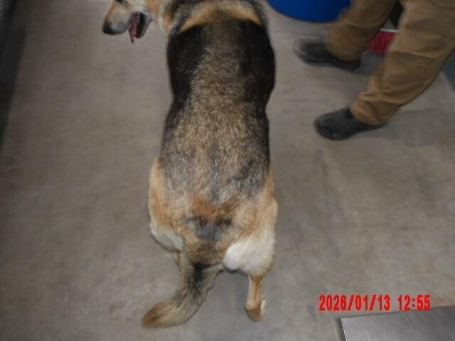 Clark, Adoptable, Adult Male Mixed Breed.