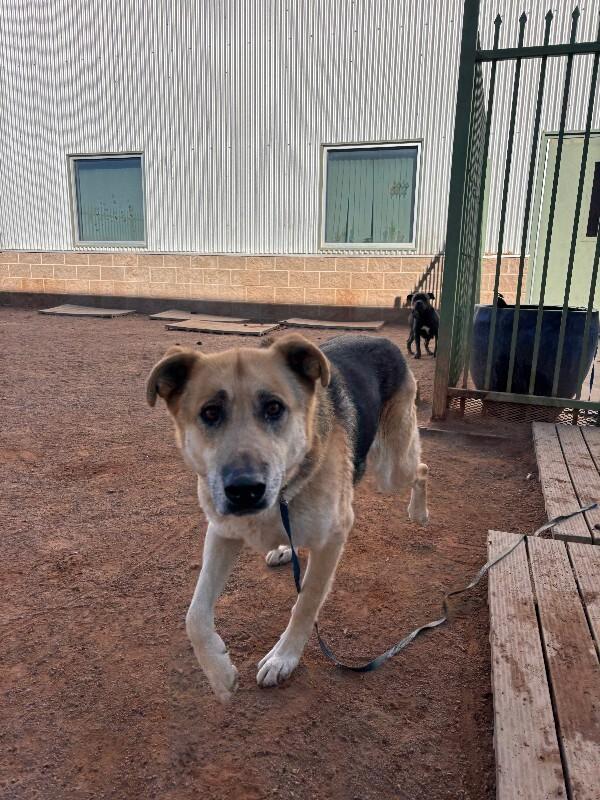 Enlarge Clark, a Adoptable Mixed Breed in Hobbs, NM image 2/6