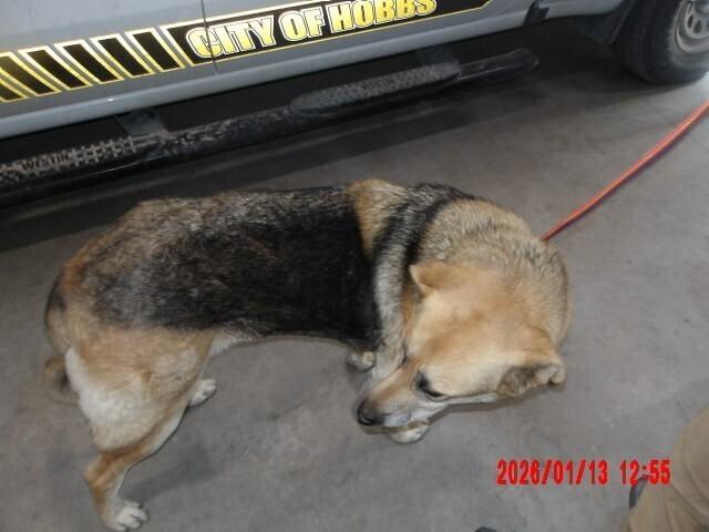 Enlarge Clark, a Adoptable Mixed Breed in Hobbs, NM image 2/5