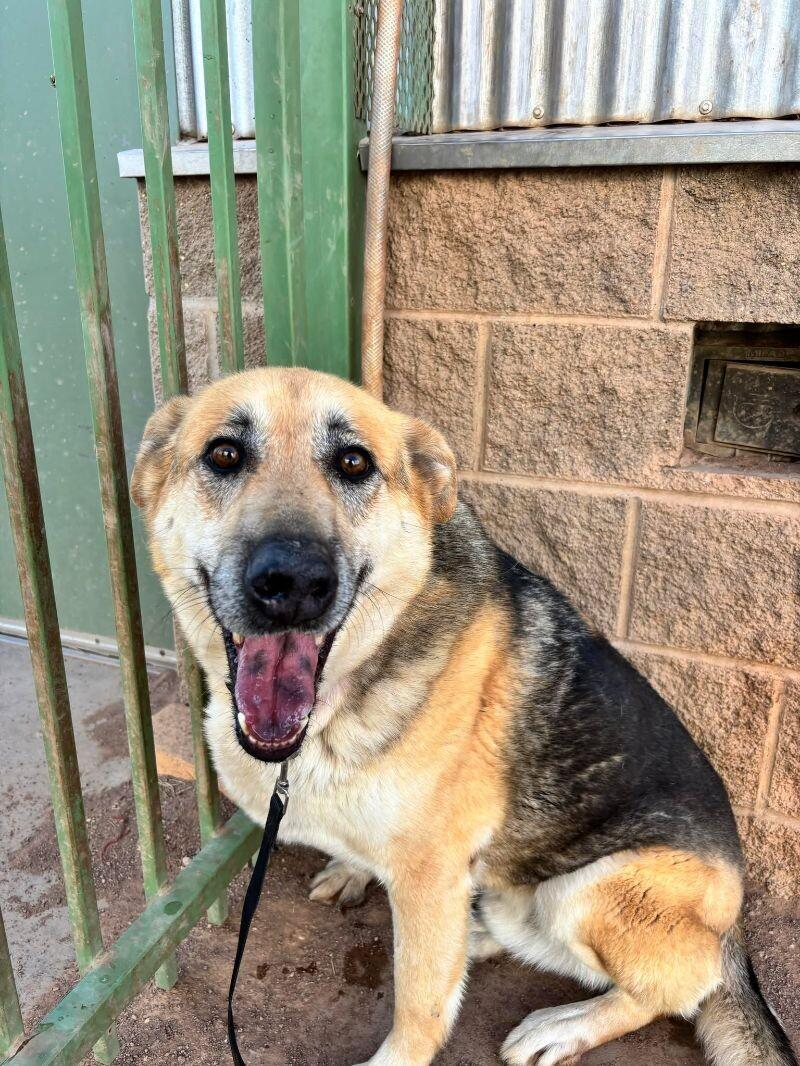 Clark, Adoptable, Adult Male Mixed Breed.