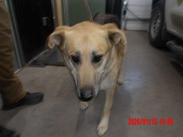 Enlarge Clark, a Adoptable Mixed Breed in Hobbs, NM image 5/5