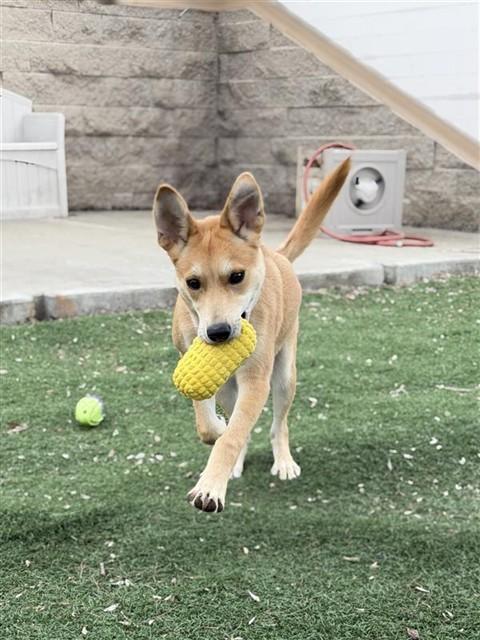 Enlarge PUPCUP, a Adoptable mixed breed in Fremont, CA image 1/1