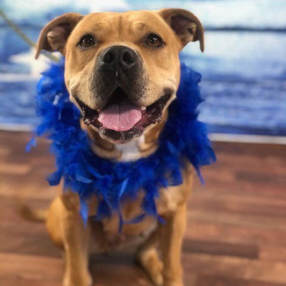 Enlarge Geneva, a Adoptable Pit Bull Terrier in Weatherford, TX image 1/6