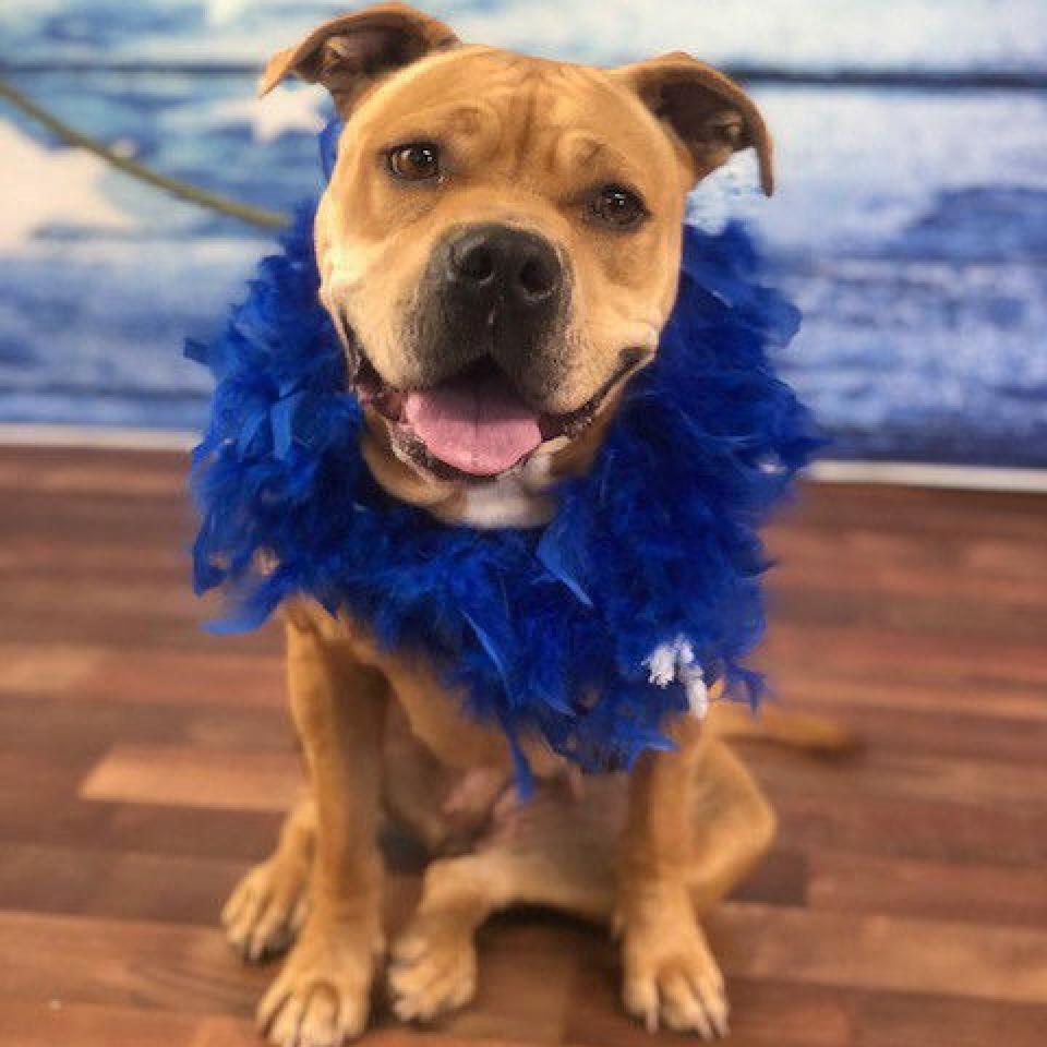 Enlarge Geneva, a Adoptable Pit Bull Terrier in Weatherford, TX image 2/6