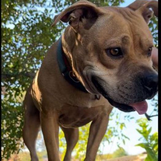 Enlarge Geneva, a Adoptable Pit Bull Terrier in Weatherford, TX image 4/6