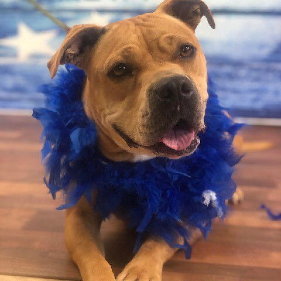 Enlarge Geneva, a Adoptable Pit Bull Terrier in Weatherford, TX image 5/6