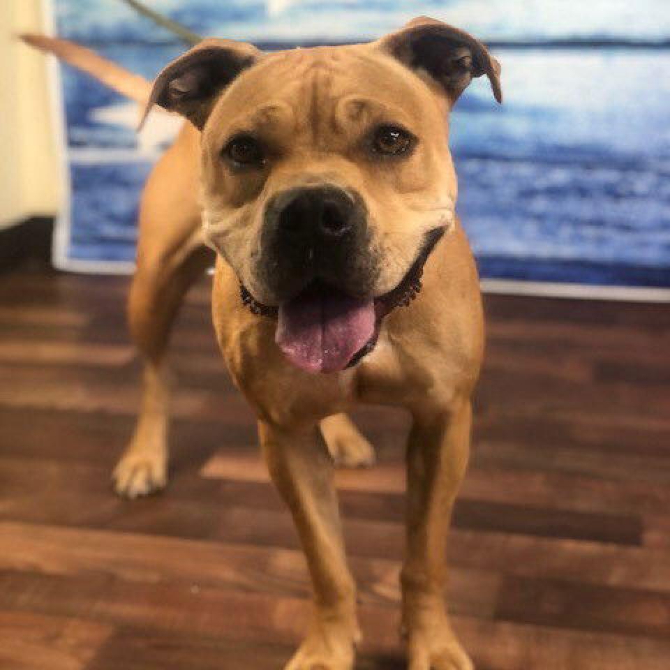 Enlarge Geneva, a Adoptable Pit Bull Terrier in Weatherford, TX image 6/6